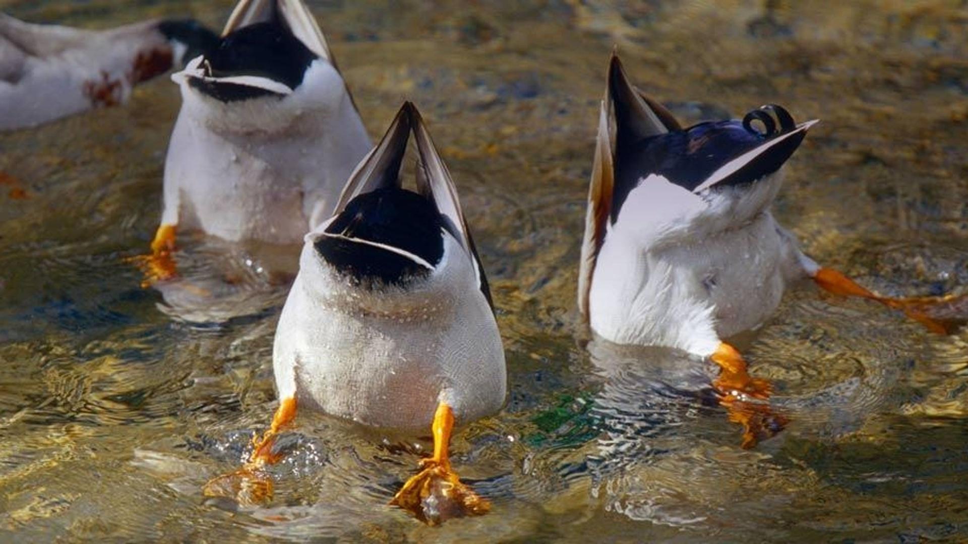 德国萨克森州三只将头埋在水中的雁鸭