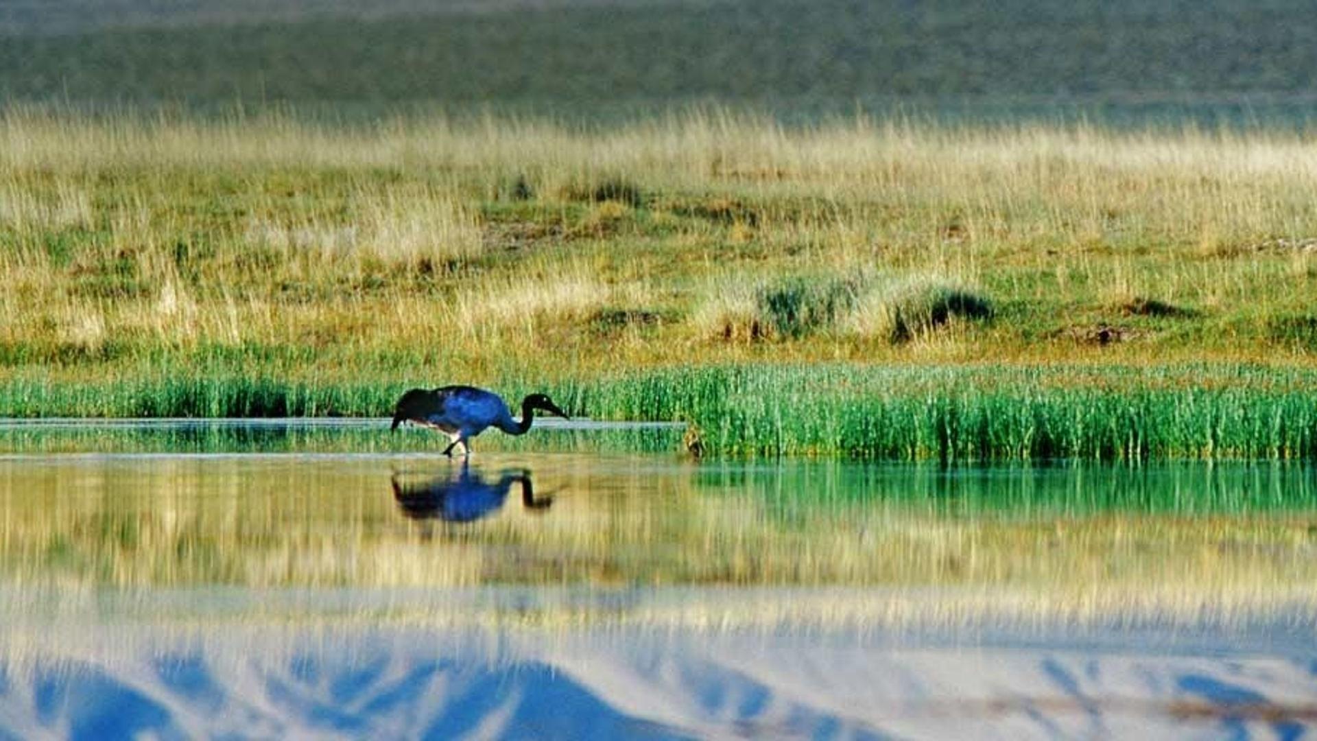 肃北盐池湾国家级自然保护区内的黑颈鹤