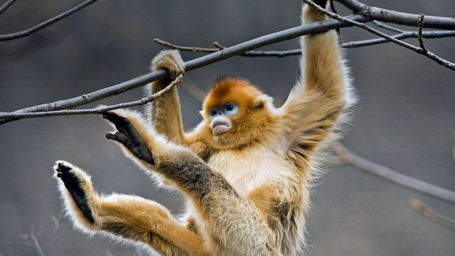 陕西秦岭山脉的金丝猴