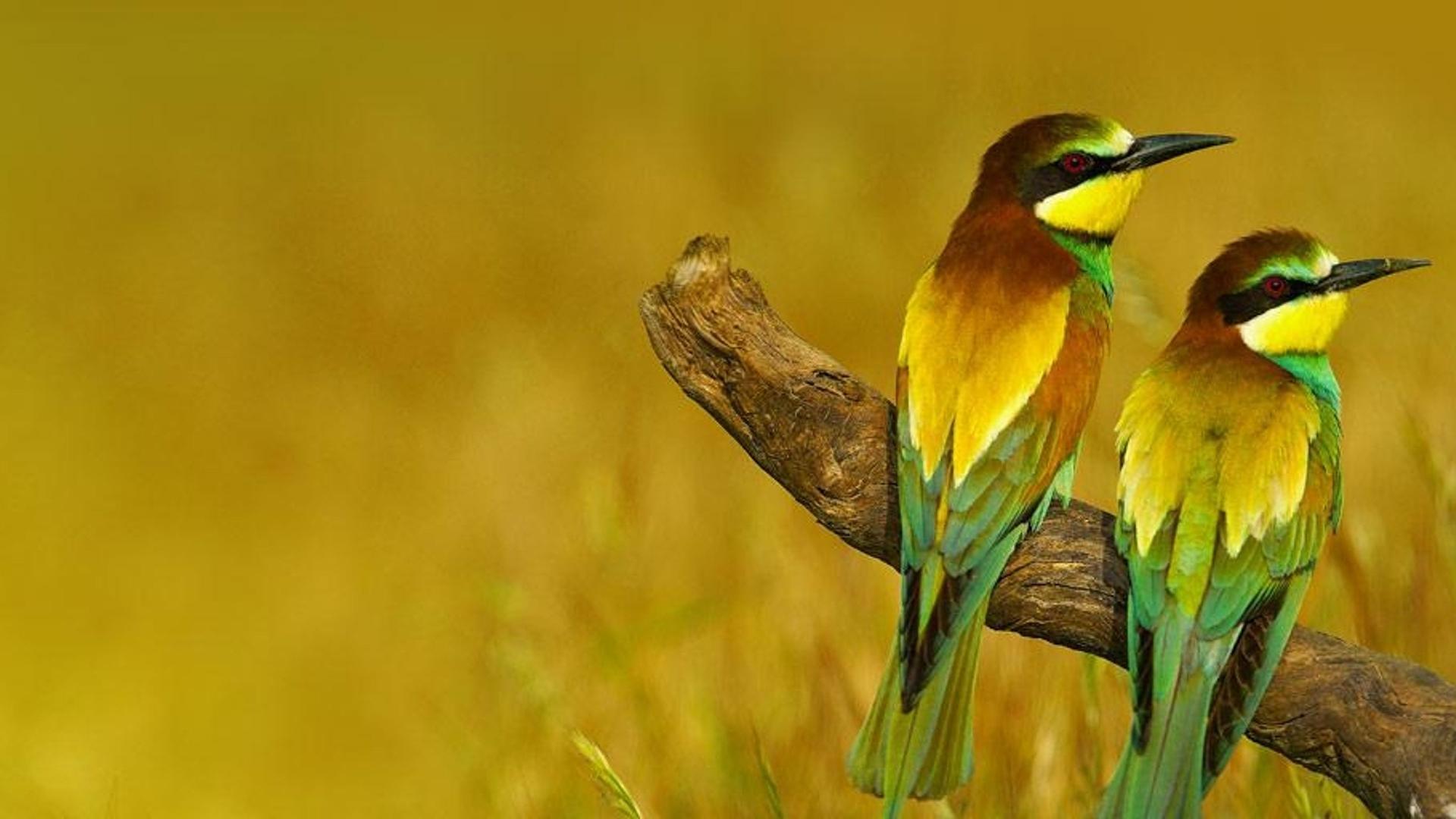 西班牙马拉加省的欧洲蜂虎