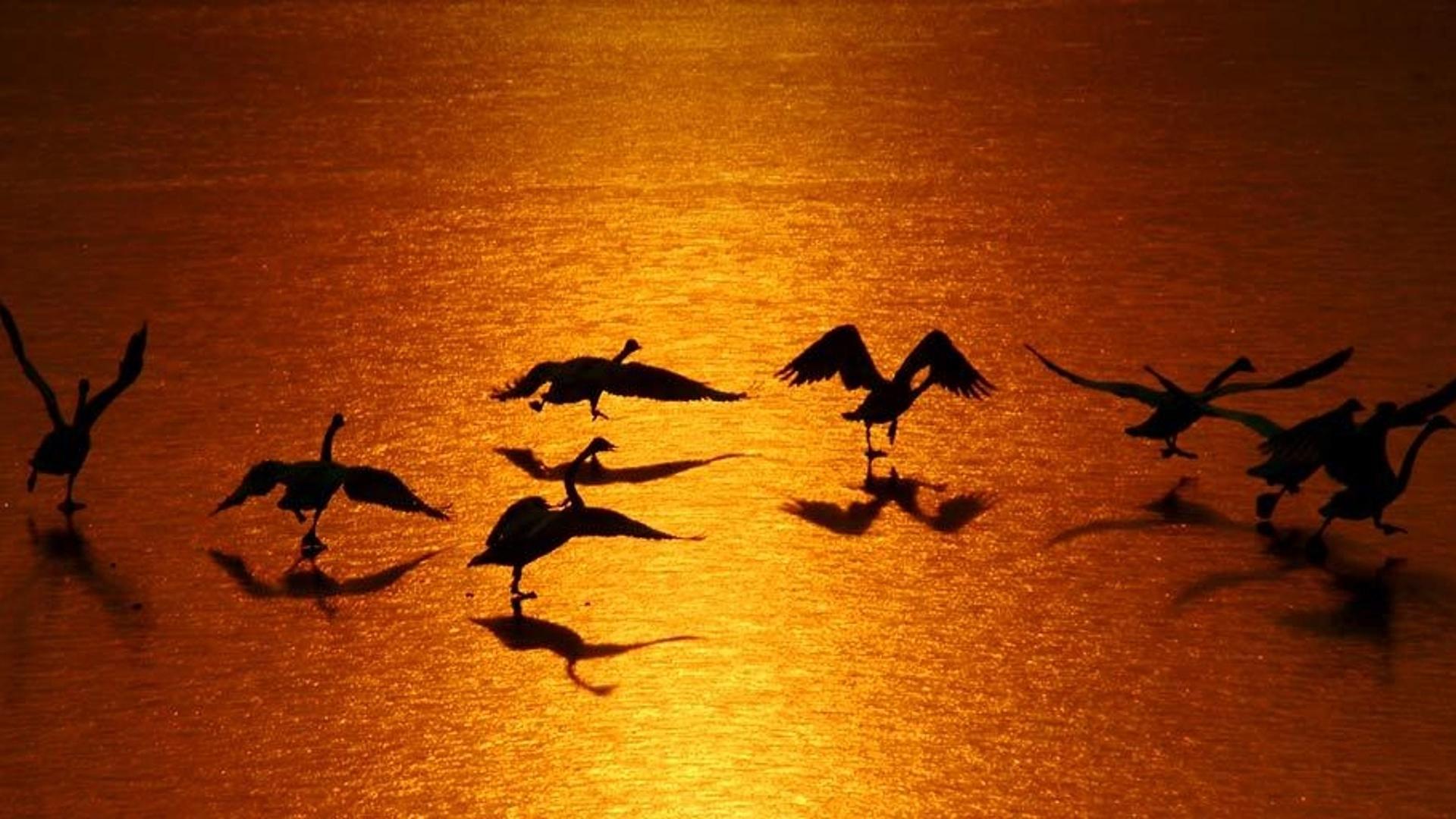 河南省三门峡黄河湿地自然保护区内的白天鹅