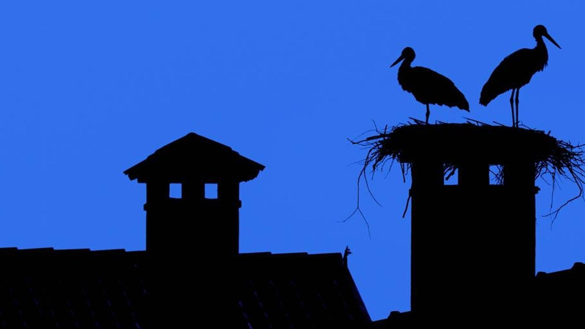 意大利乌迪内，栖息在屋顶的白鹳