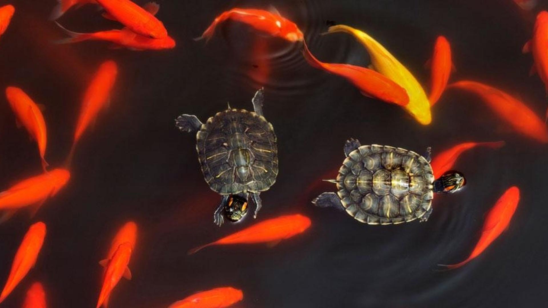 北京植物园卧佛寺的池塘