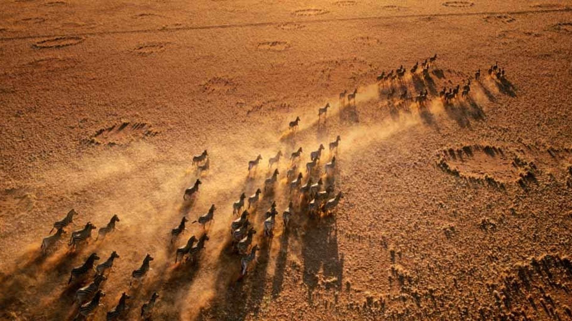 纳米比亚纳米布兰自然保护区内的斑马群