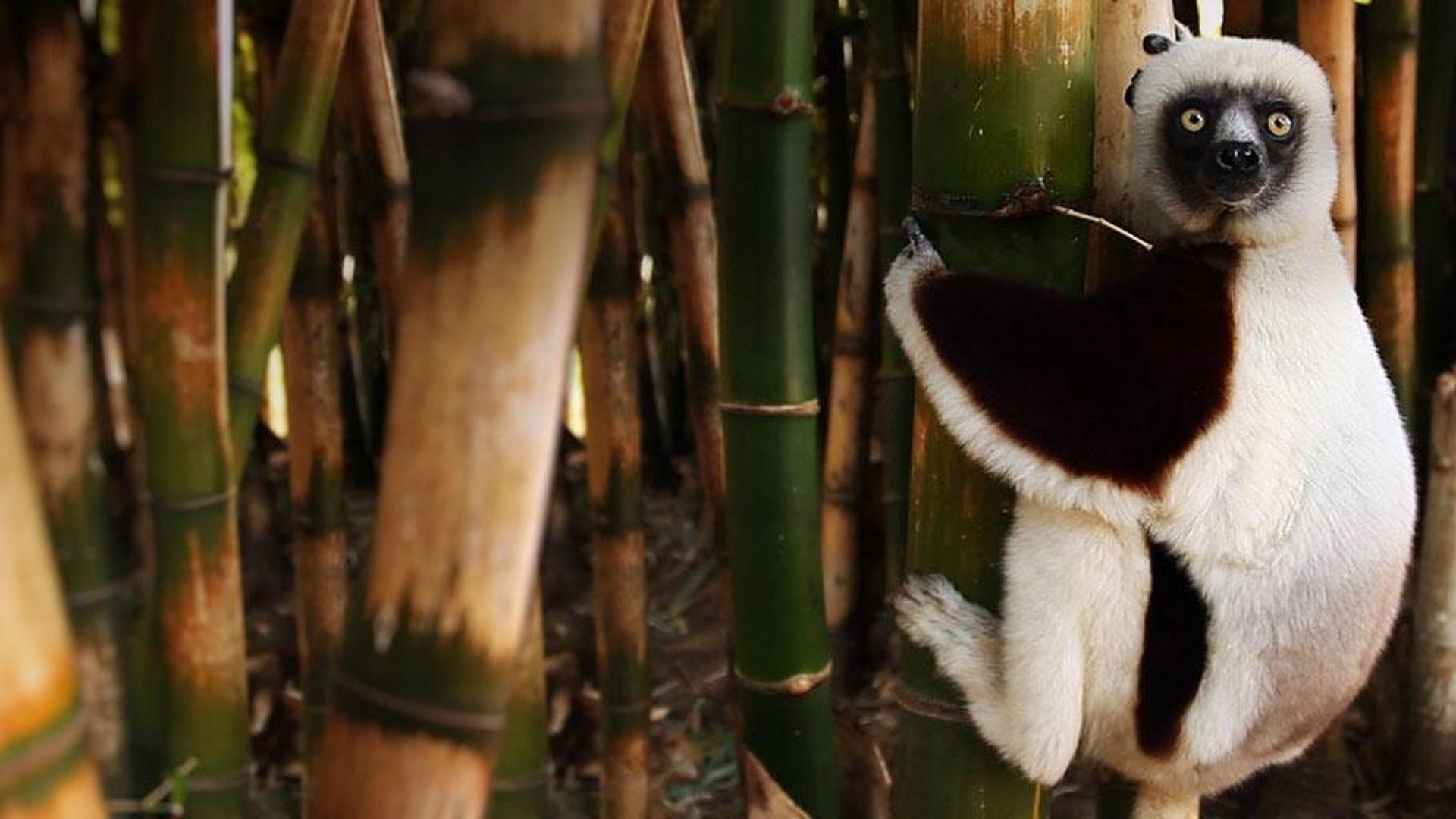 马达加斯加，竹子上的狐猴