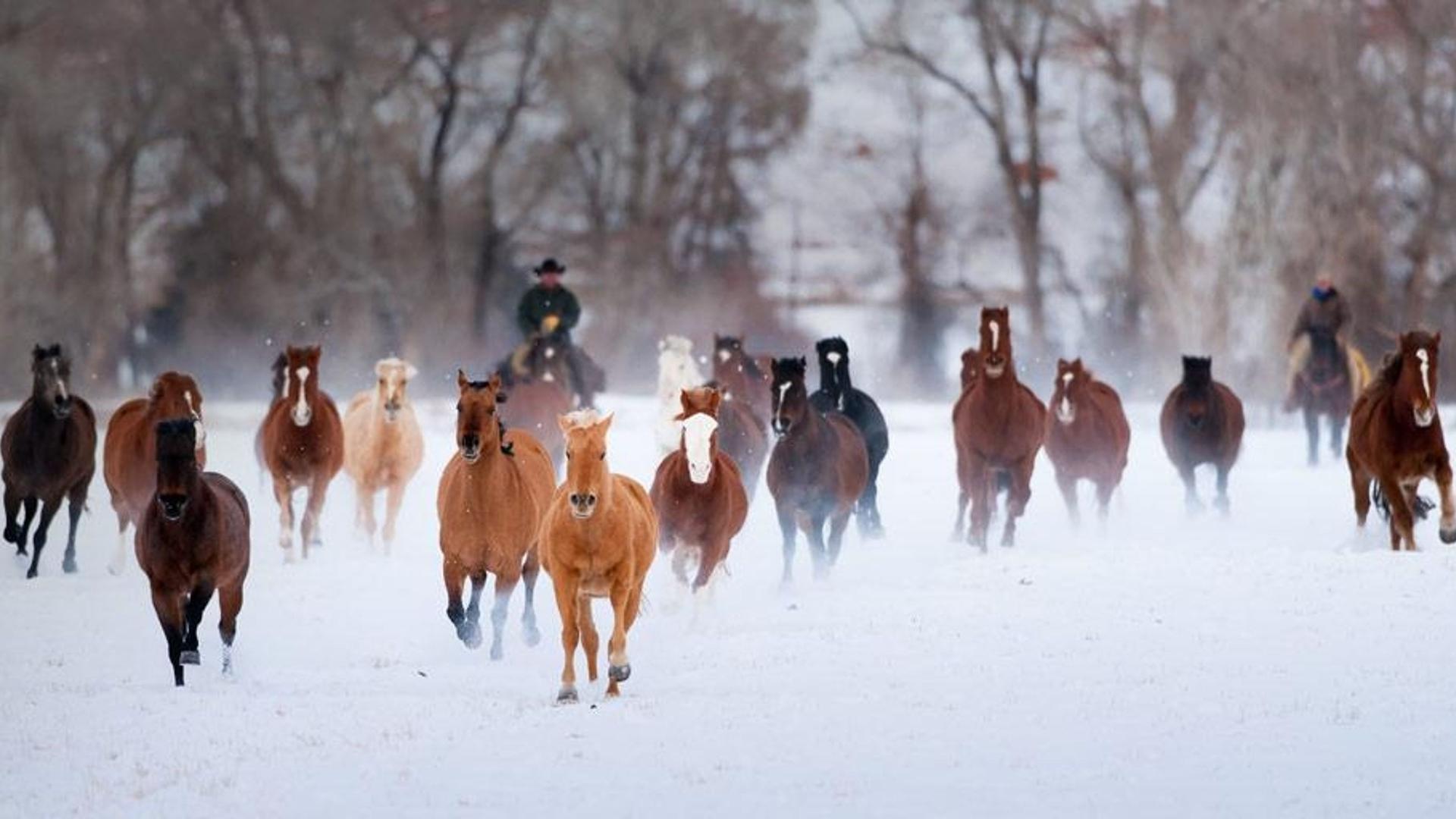怀俄明州的冬天，牧人在驱赶夸特马