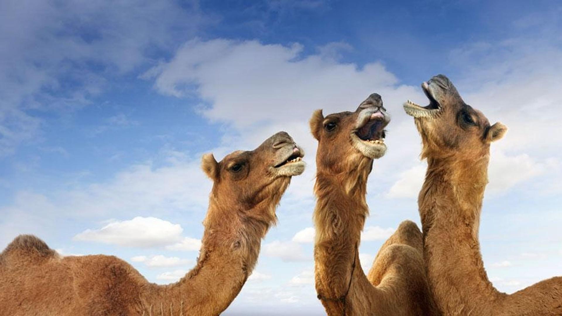 印度普什卡骆驼节，嘶叫中的骆驼