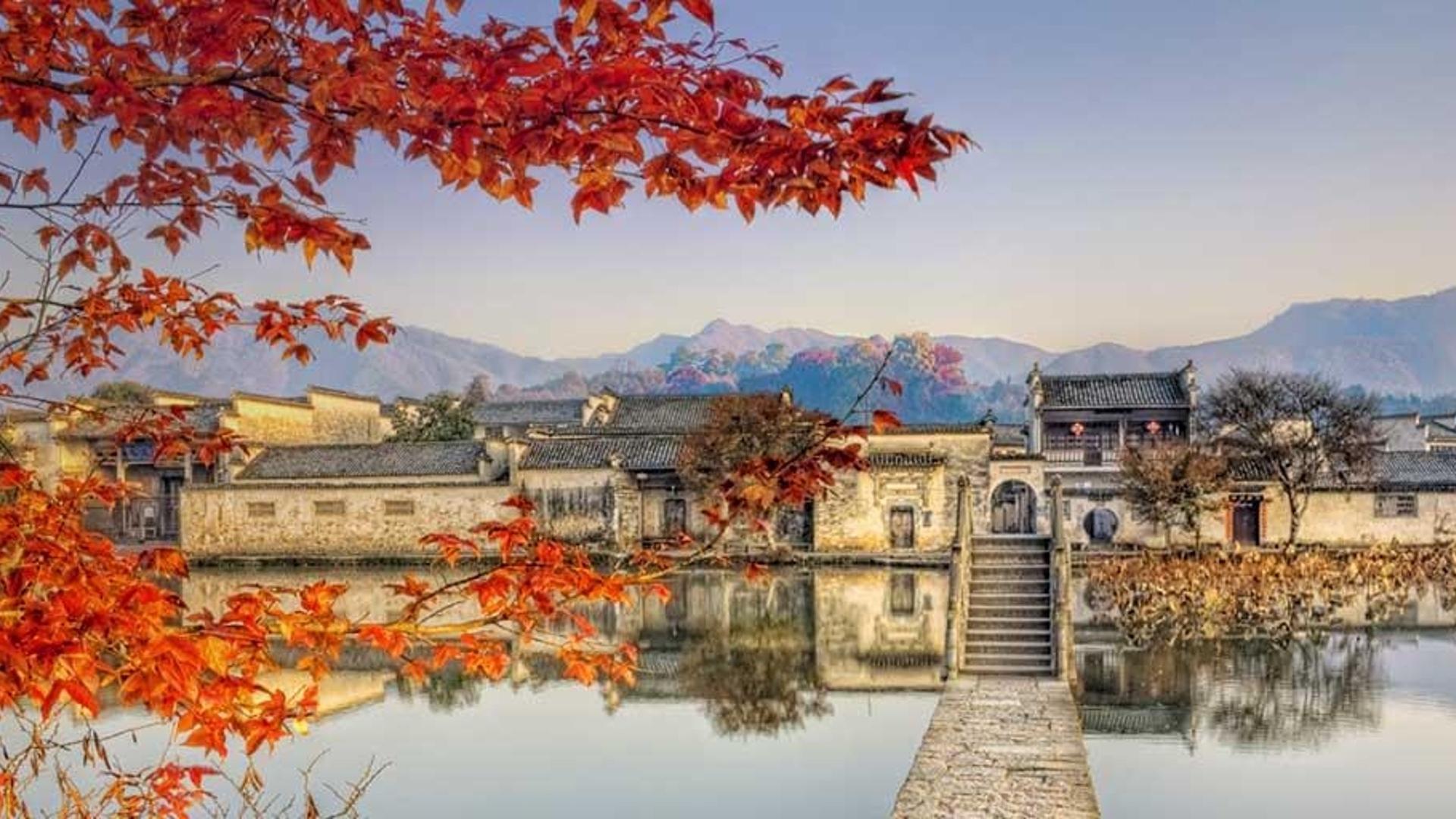 安徽宏村桥边的枫树