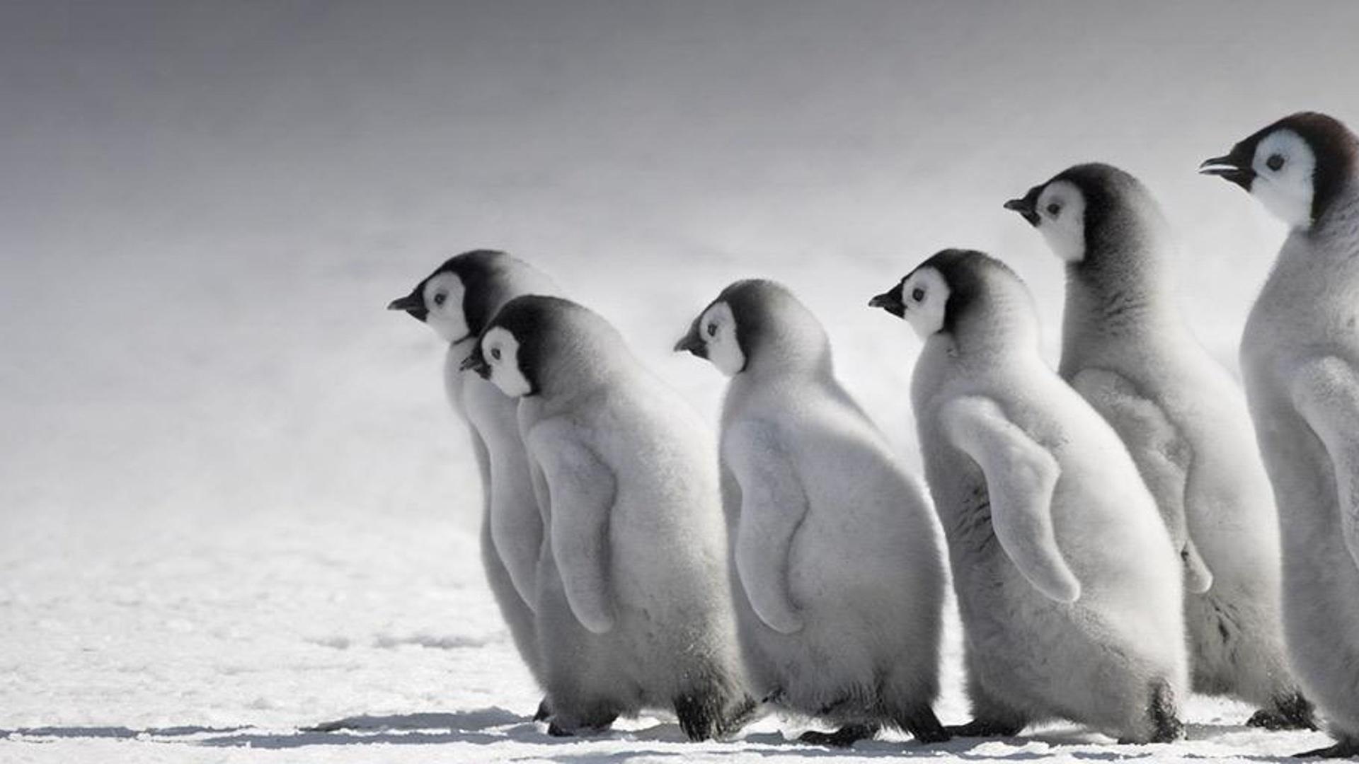 南极洲雪山岛上的帝企鹅幼仔