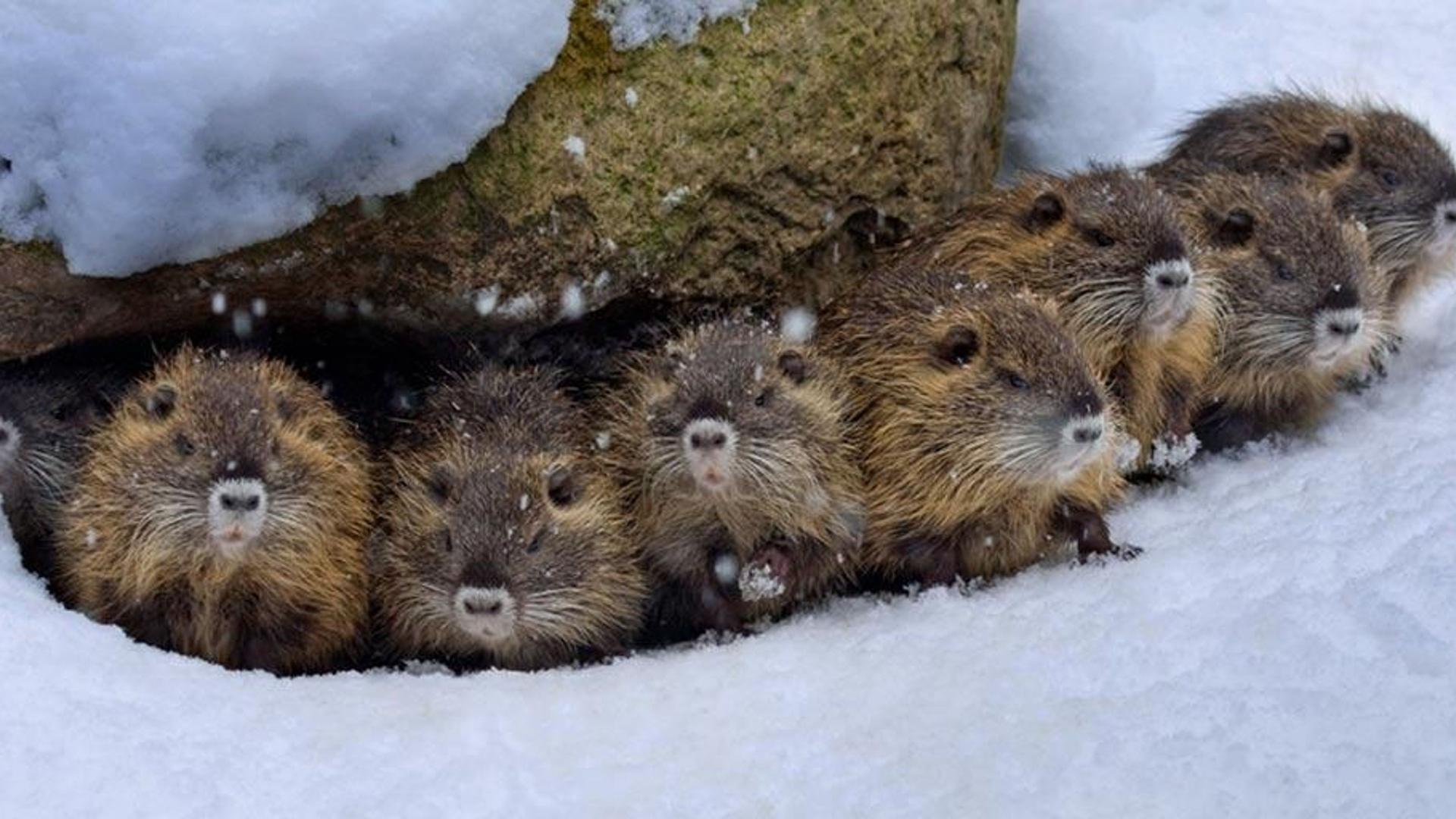 德国雪地中的海狸鼠