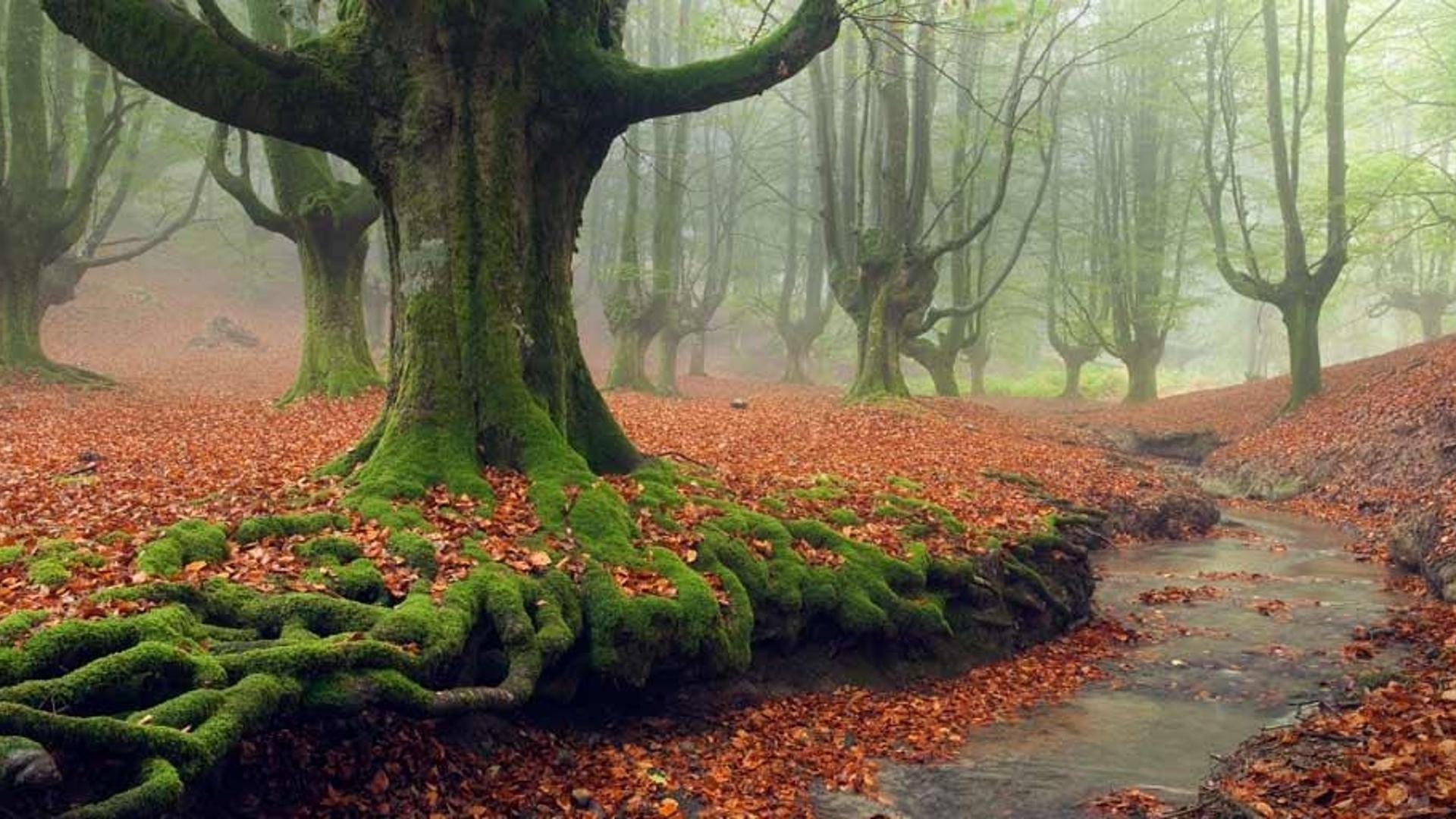 西班牙巴斯克地区戈尔韦亚自然公园内，被苔藓覆盖的树根与红色落叶相映成趣