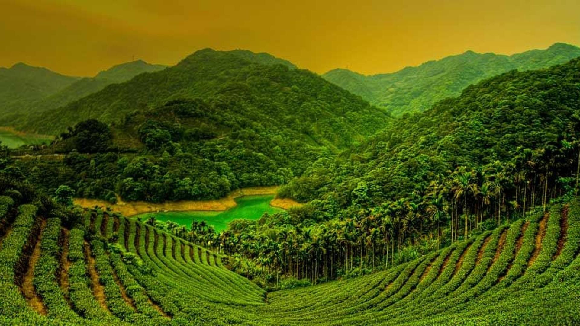 台湾岛台北县石碇乡的茶田