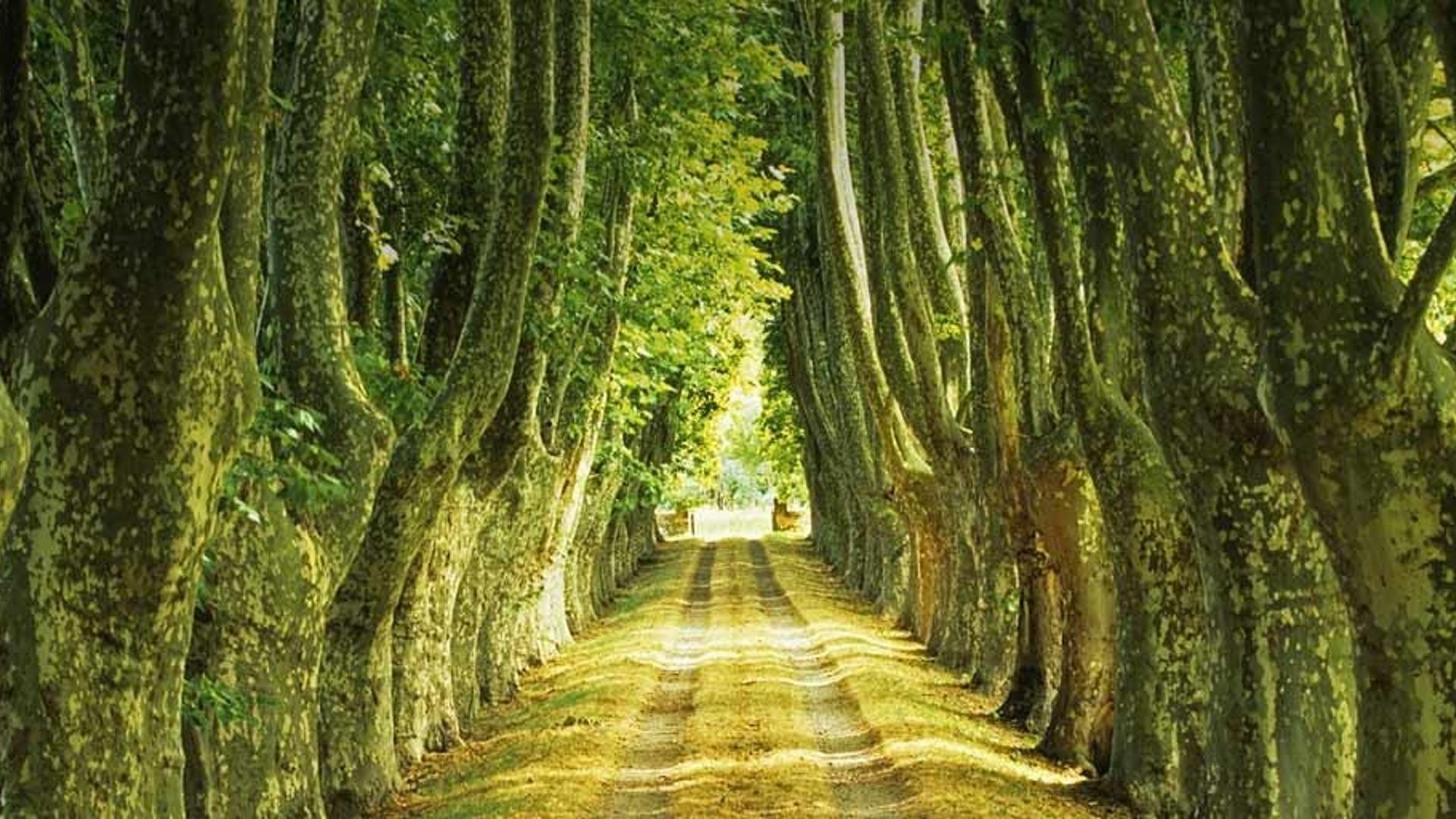 法国的法国梧桐小路