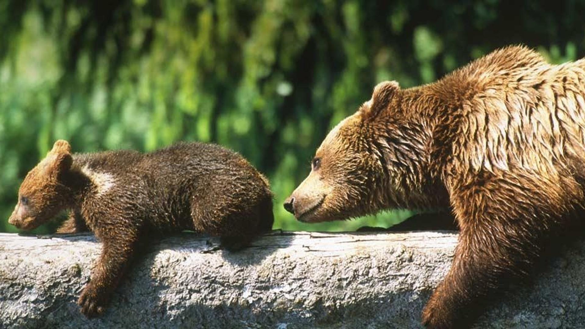 瑞士伯尔尼高原，棕熊妈妈与孩子