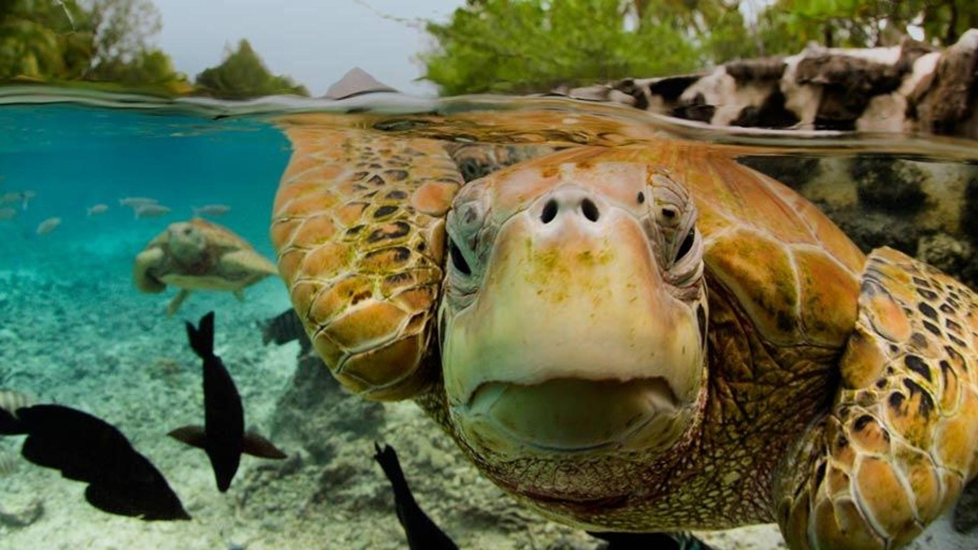 法属波利尼西亚，波拉波拉岛的绿海龟