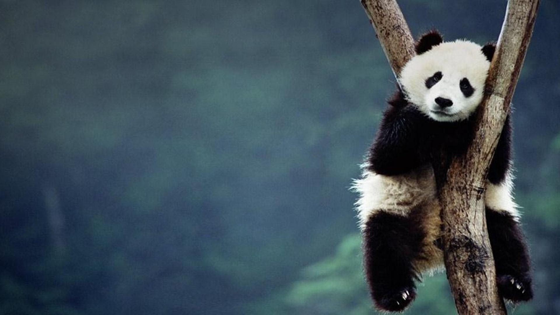 四川卧龙，树上的大熊猫宝宝