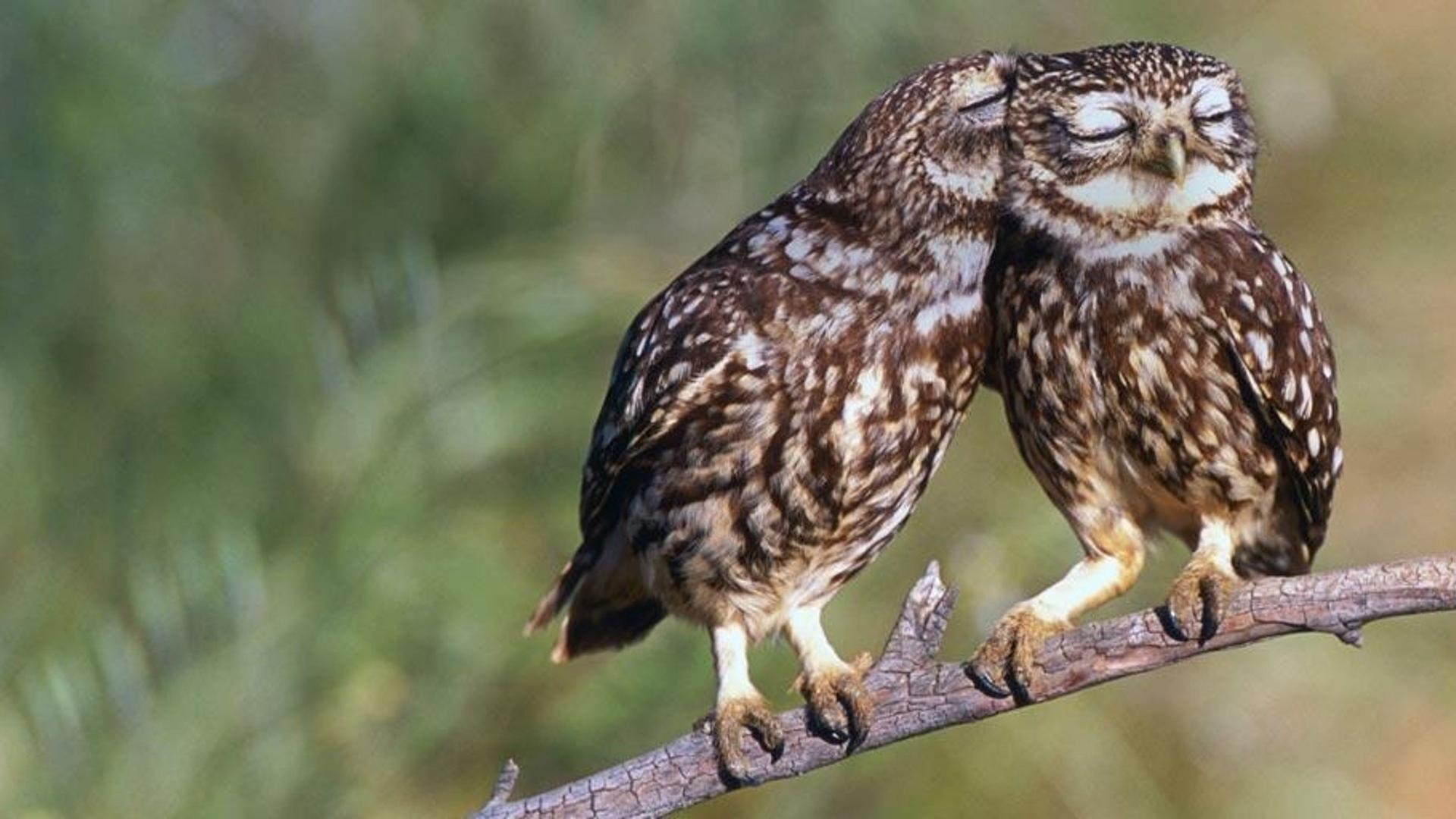 西班牙埃斯特雷马杜拉，在树上栖息的袖珍猫头鹰