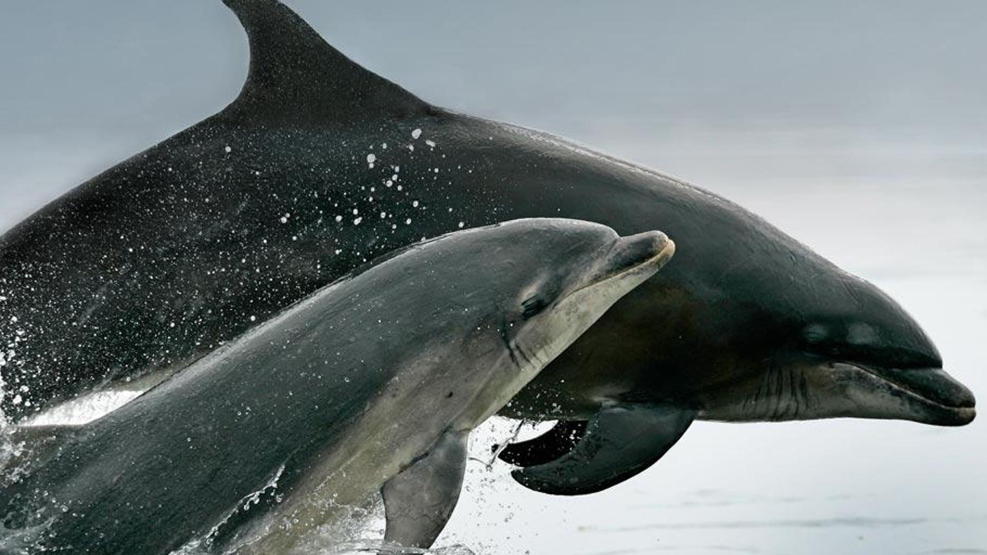 苏格兰马里湾，一对瓶鼻海豚跳出水面