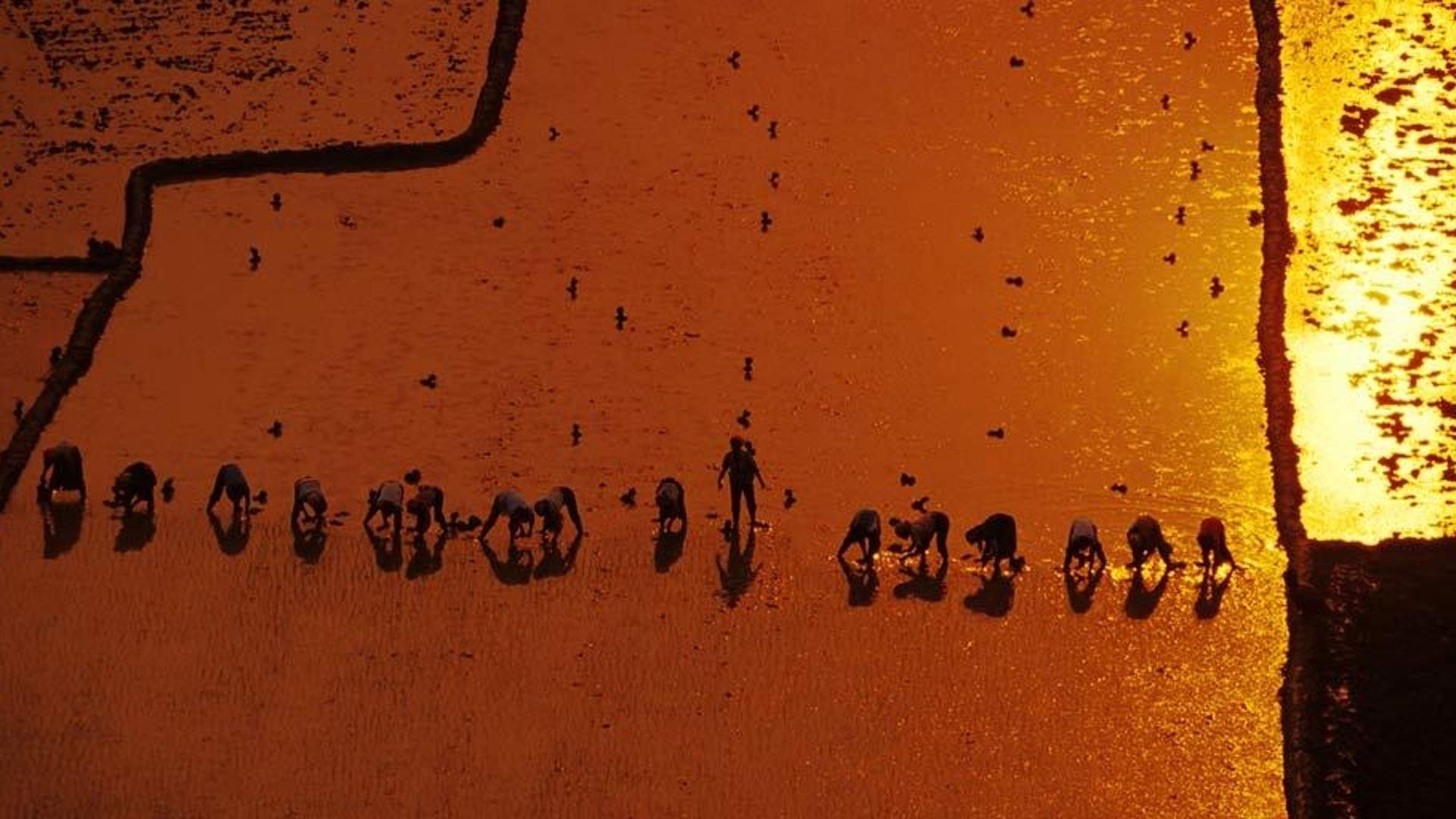 落日时分农民排成一排种植水稻