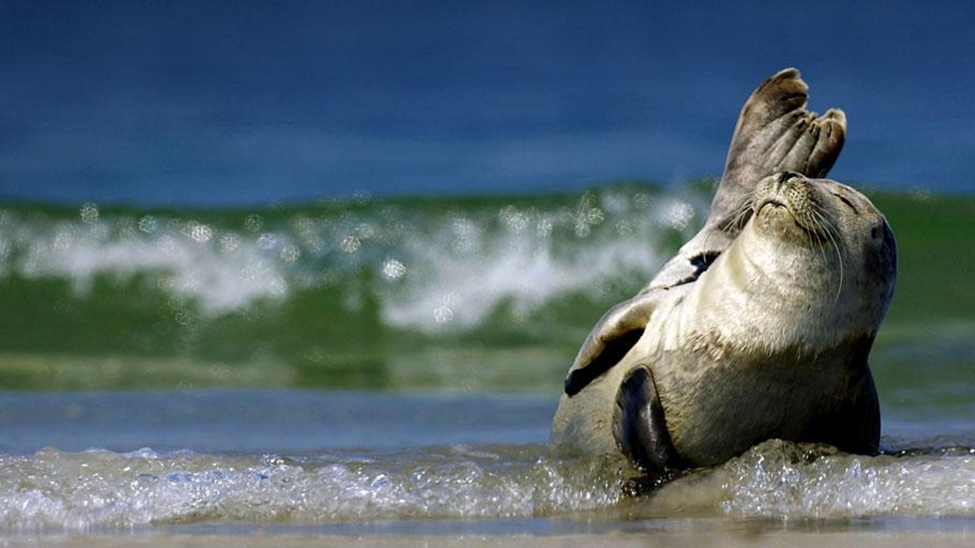 德国石勒苏益格-荷尔斯泰因，躺在沙滩上的灰海豹