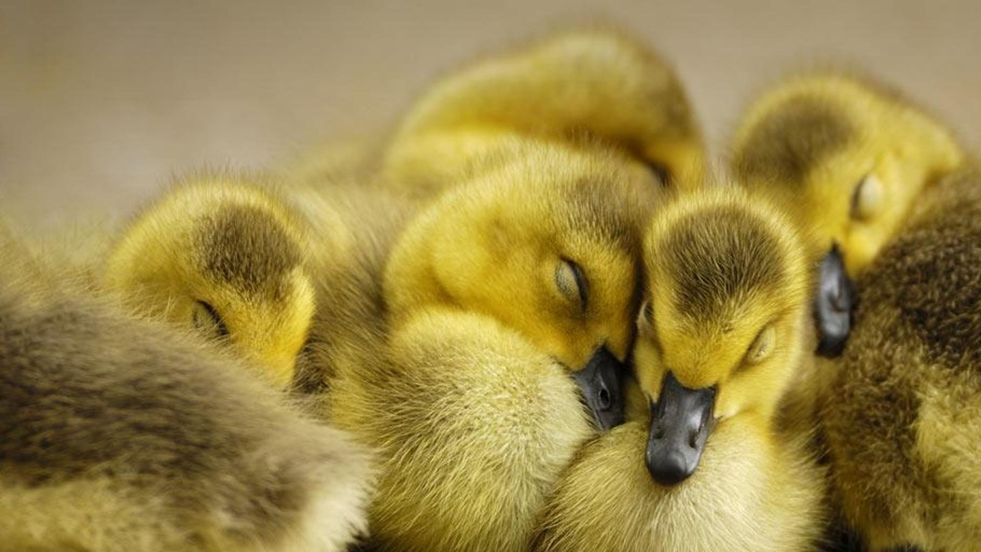 德国北莱茵-威斯特法伦州加拿大黑雁幼仔