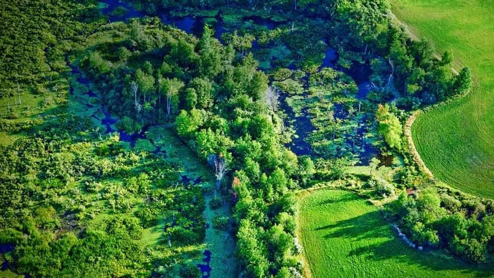 美国密歇根州马尔凯特河附近的湿地