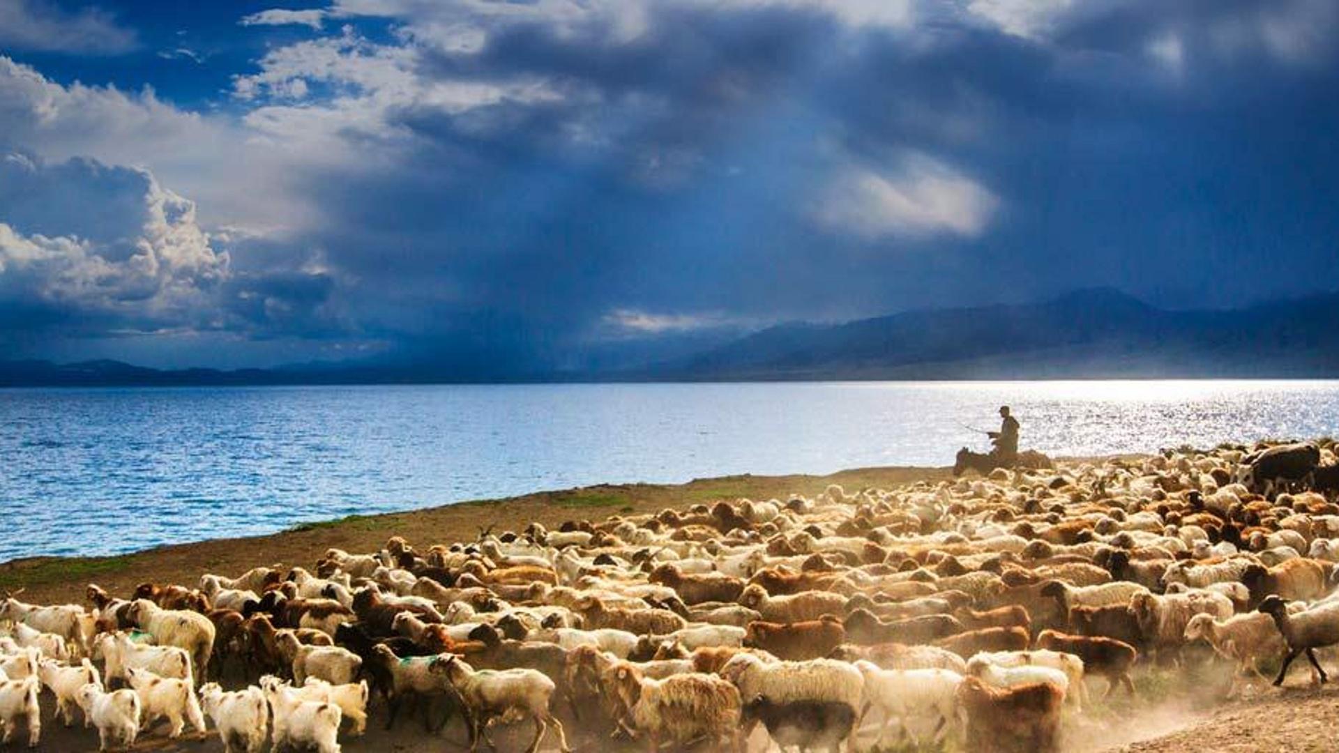 新疆赛里木湖边的牛群和羊群