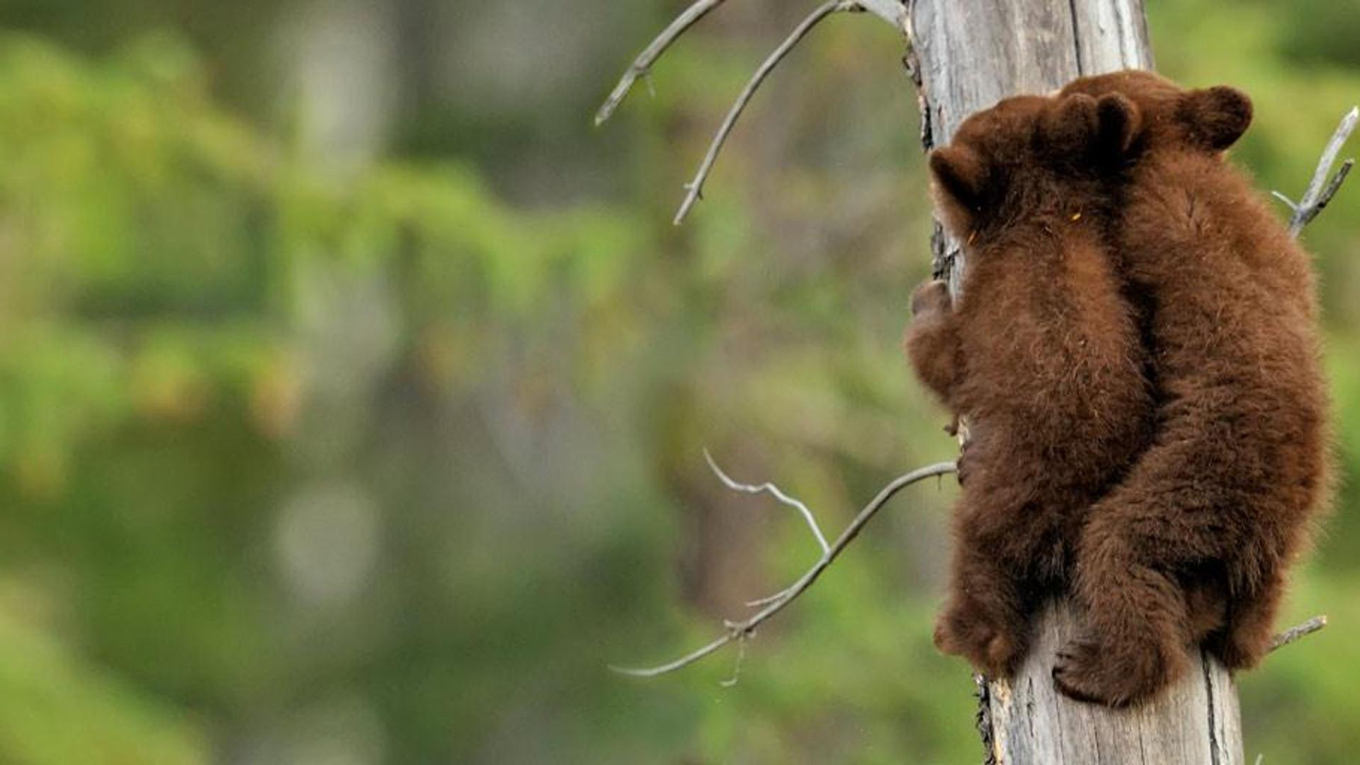 加拿大阿尔伯塔省贾斯珀国家公园内的美洲黑熊宝宝