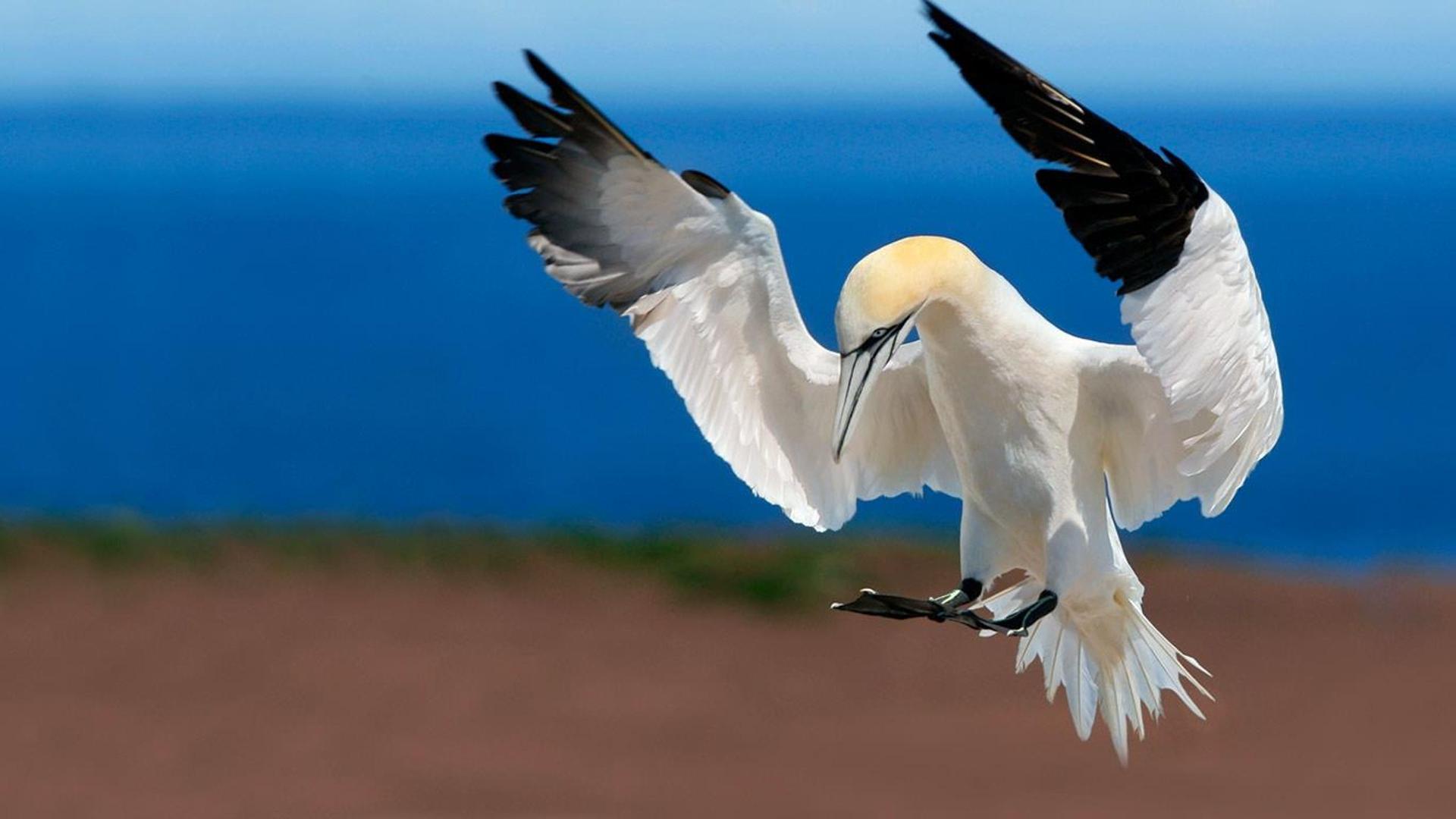 加拿大魁北克省，博纳旺蒂尔岛与皮尔斯山岩国家公园中的北方塘鹅