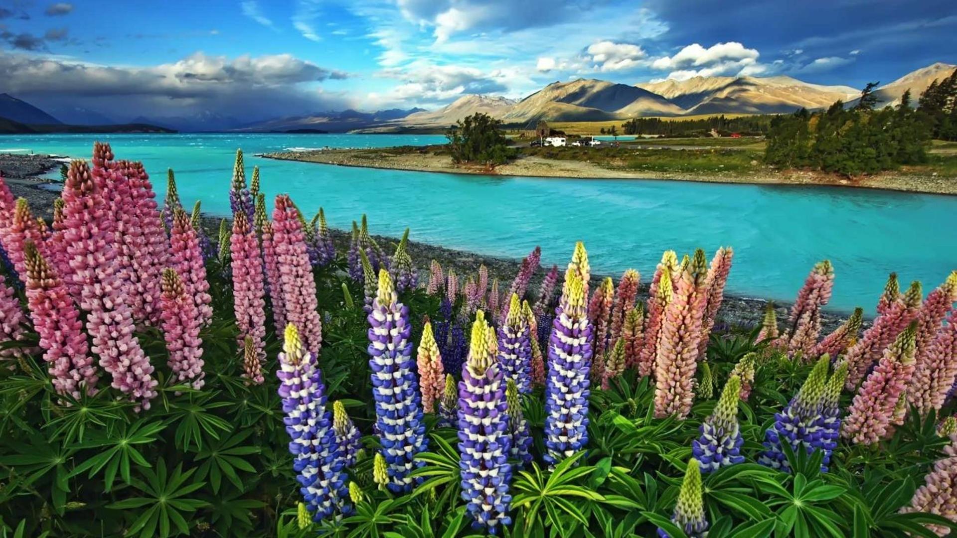 新西兰特卡波湖