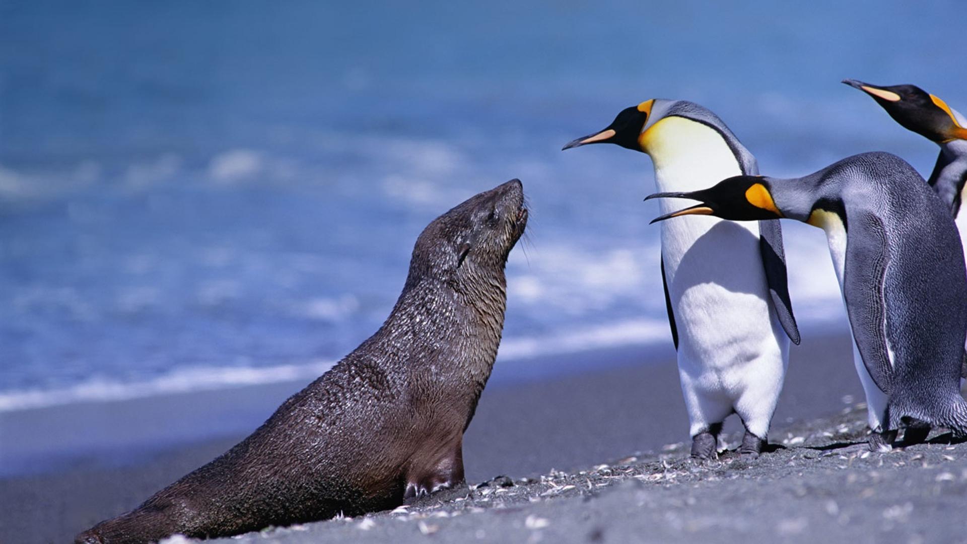 南乔治亚索尔兹伯里平原的国王企鹅和海狗