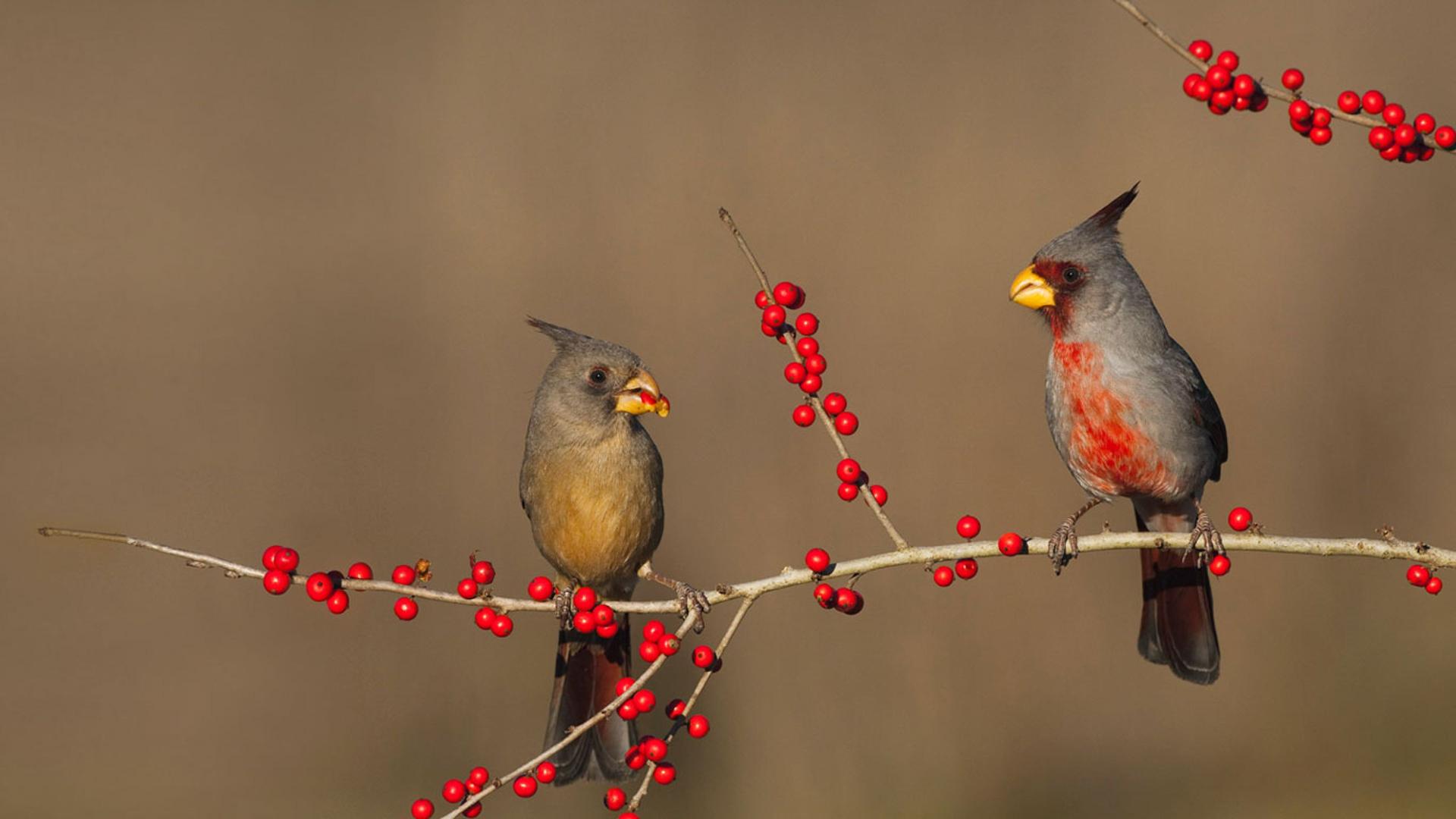 得克萨斯州斯塔尔县，正在吃冬青浆果的沙漠红雀