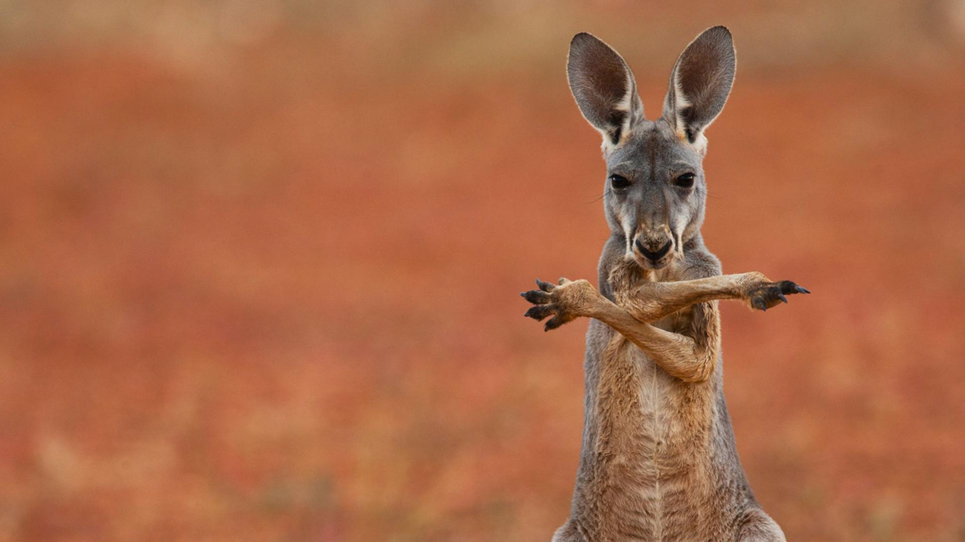 澳大利亚斯图尔特石漠里的红大袋鼠