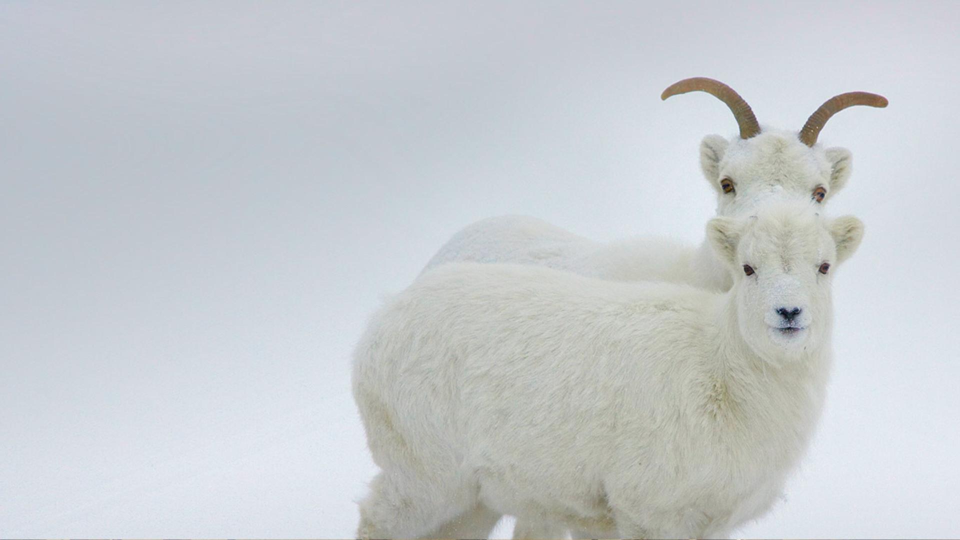 加拿大育空地区的白大角羊