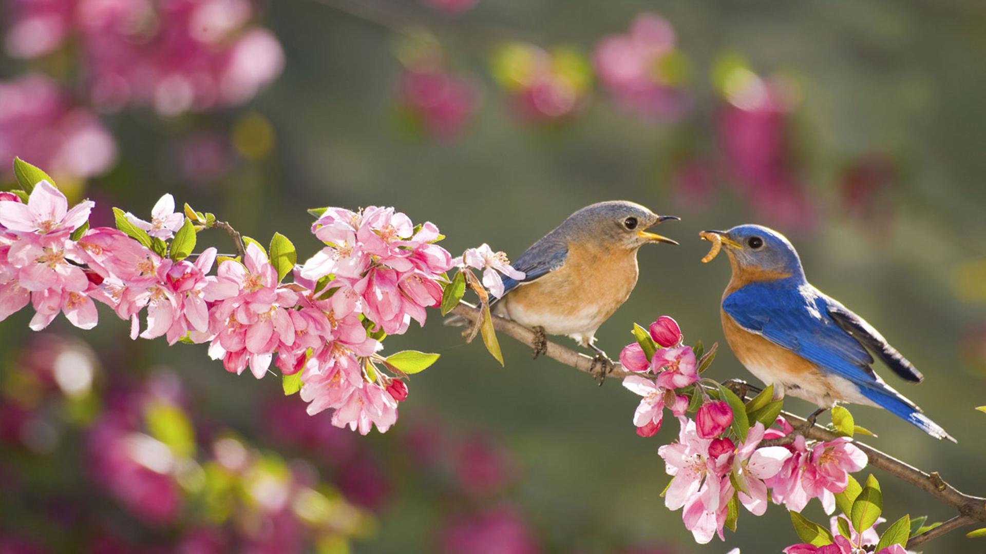 东方知更鸟，雄性喂食雌性