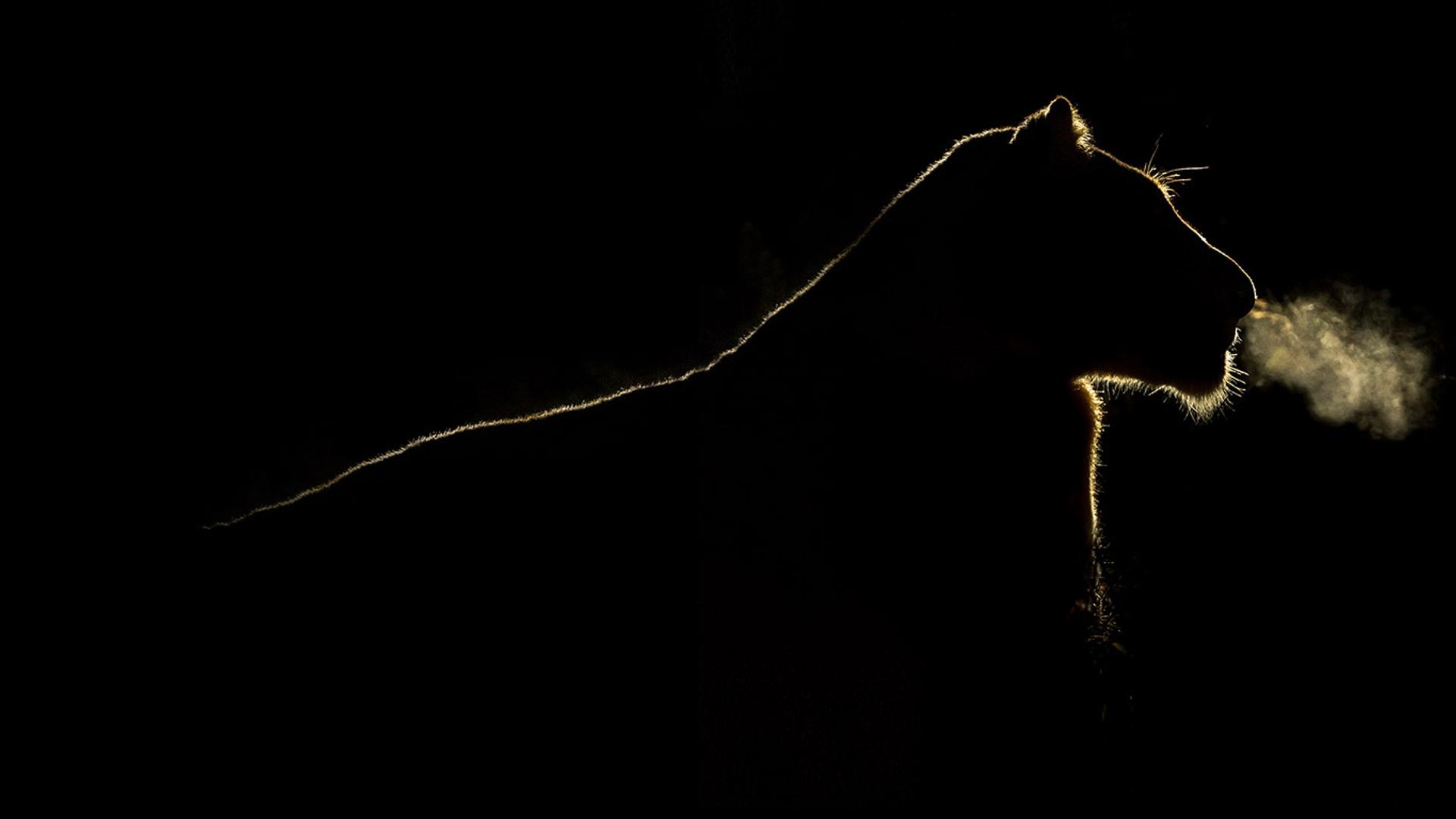 南非萨比森私人保护区，夜色下的母狮