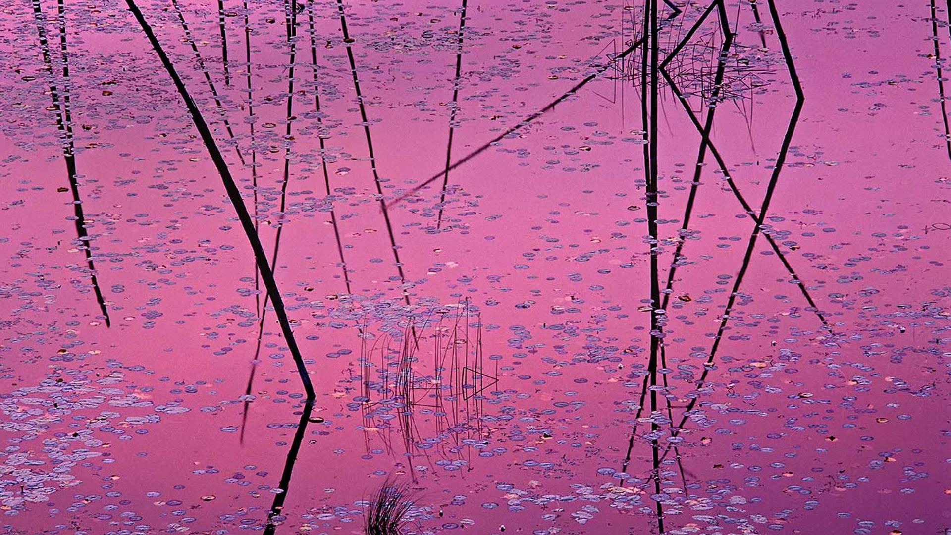 美国，明尼苏达州，诺斯伍兹，睡莲