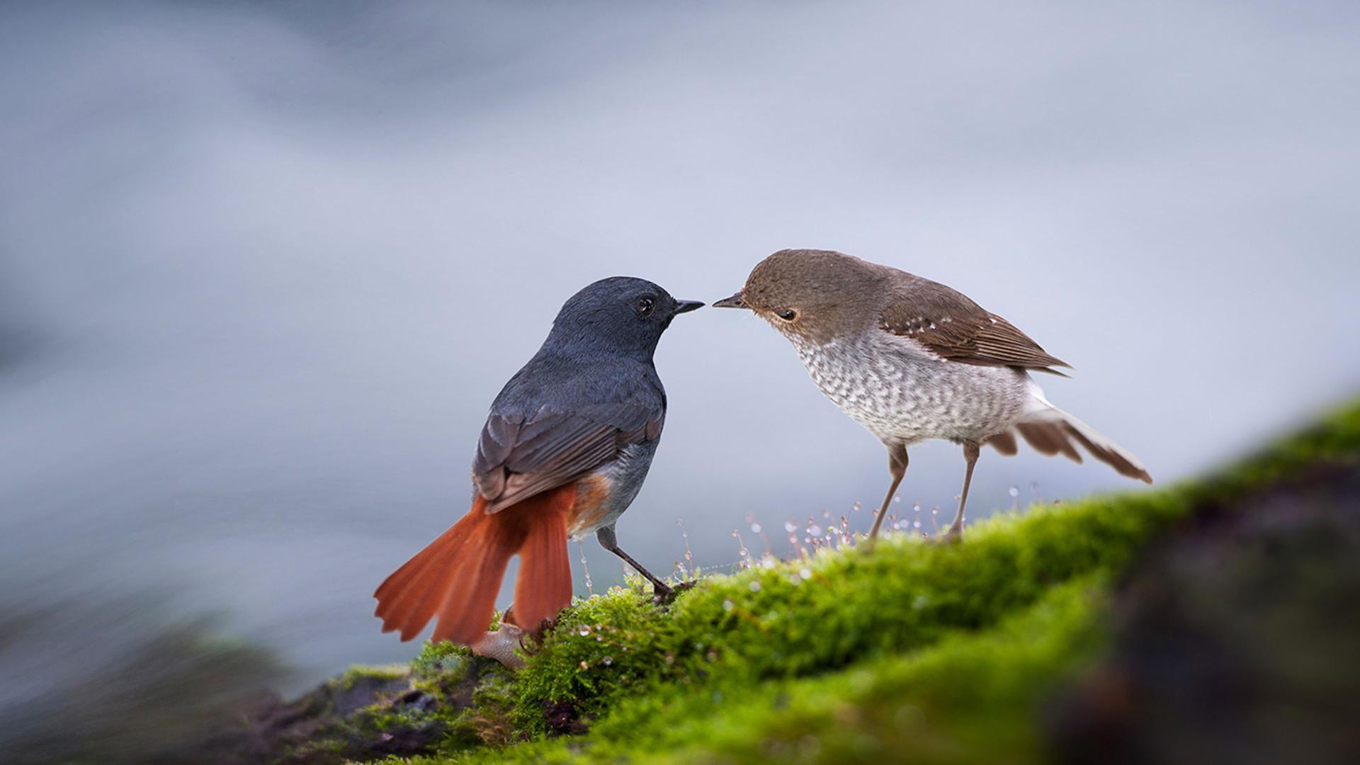 中国，桂林，小鸟依偎在一起
