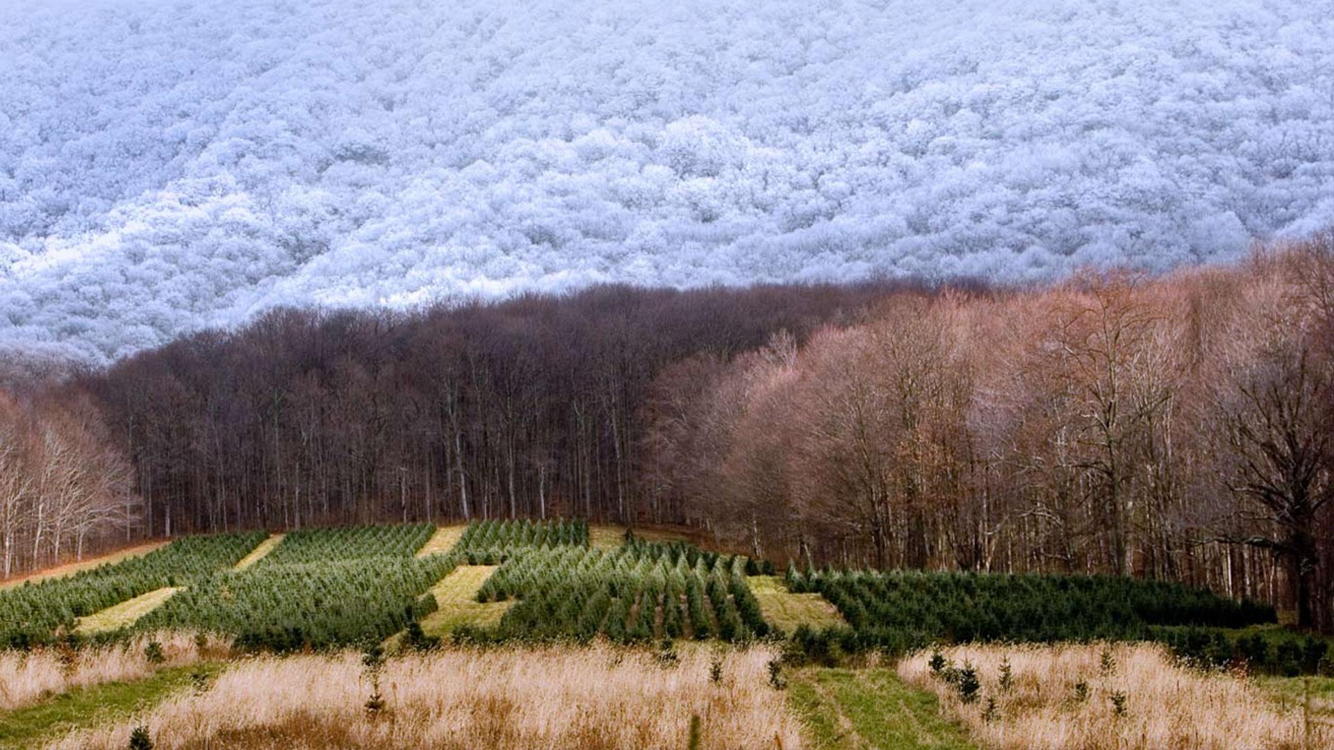 美国，北卡罗来纳州，宰恩斯维尔的圣诞树农场