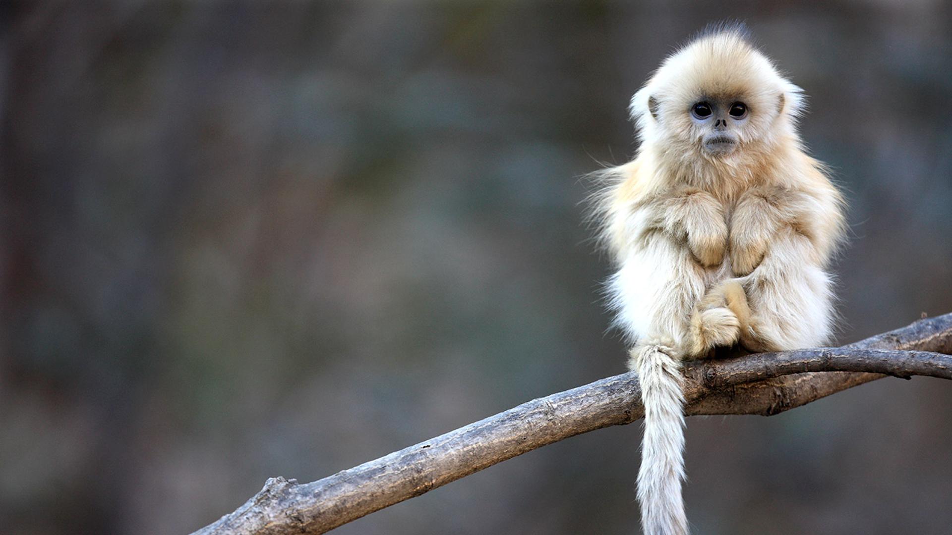中国，秦岭，小金丝猴