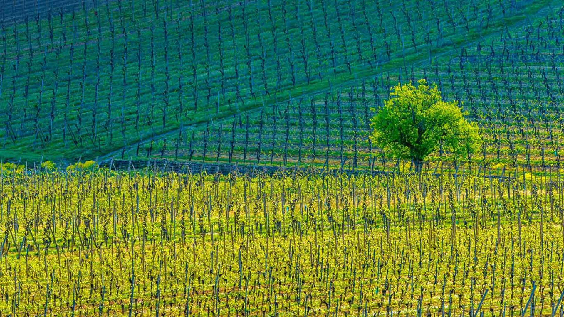 基安特赞小镇上的葡萄园，上莱茵，阿尔萨斯，法国