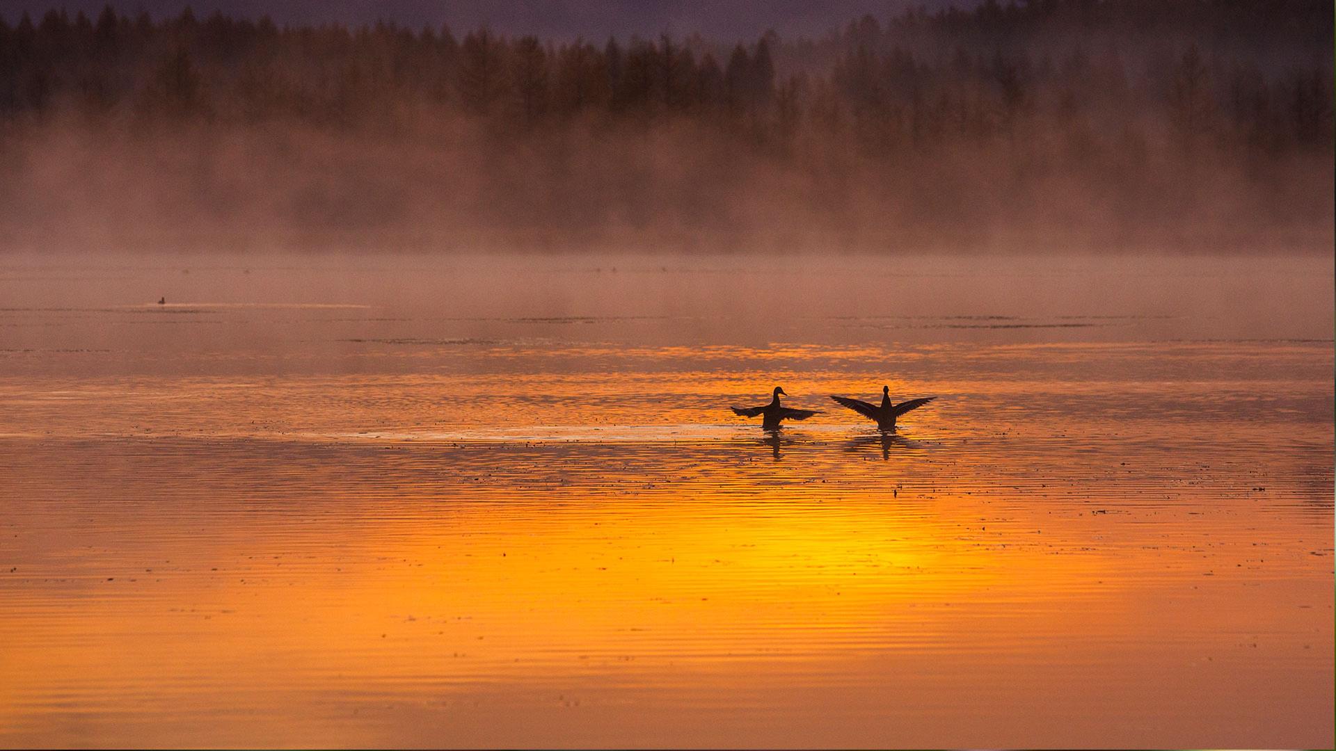 【今日七夕】内蒙古阿尔山国家森林公园的一对天鹅