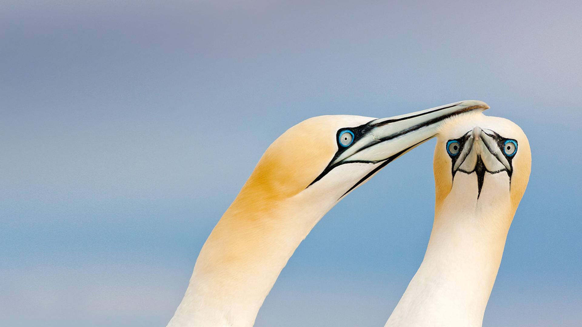 萨尔蒂群岛上的憨鲣鸟，爱尔兰