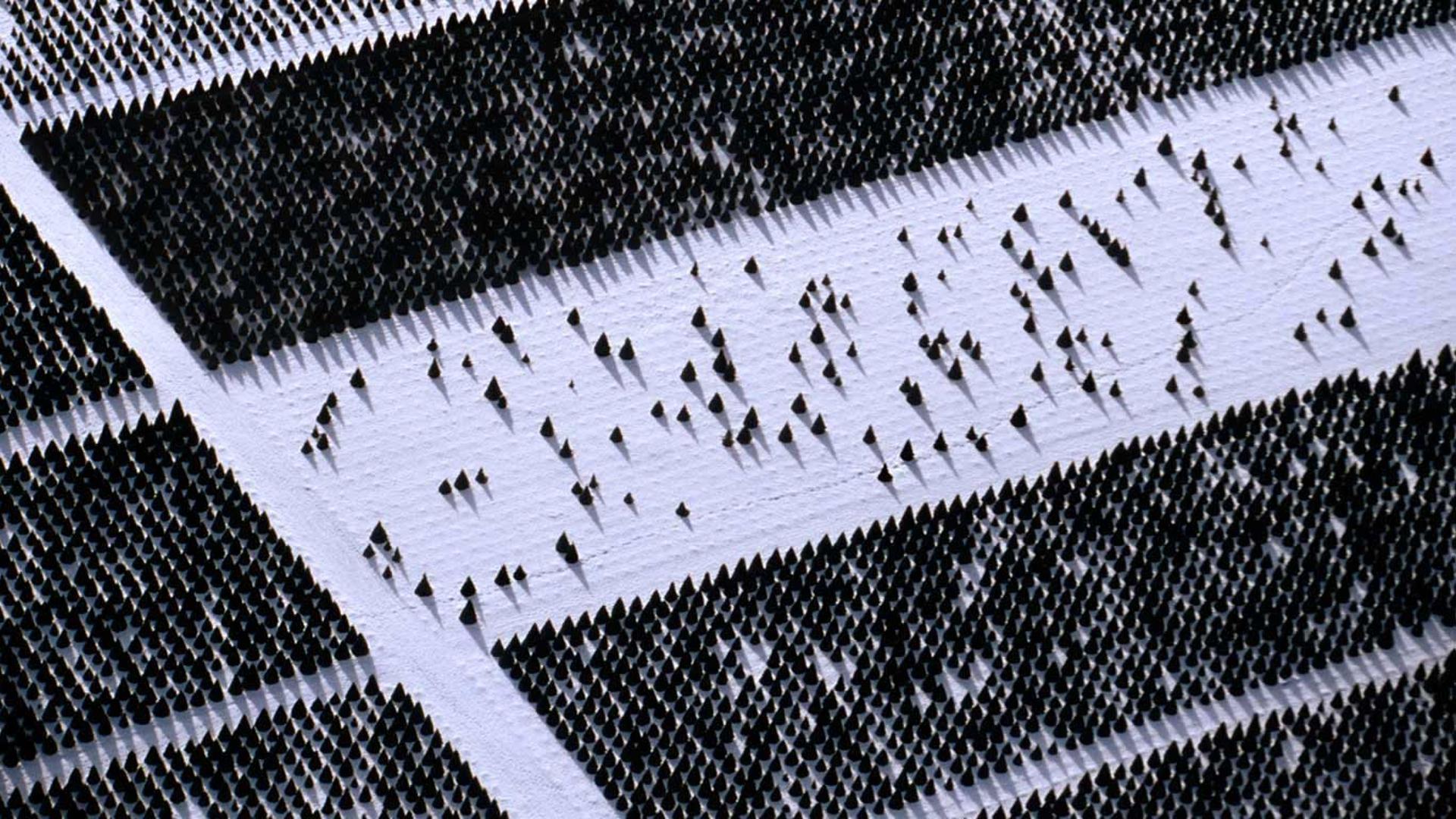 埃尔迈拉市的一个树农场，爱达荷州，美国