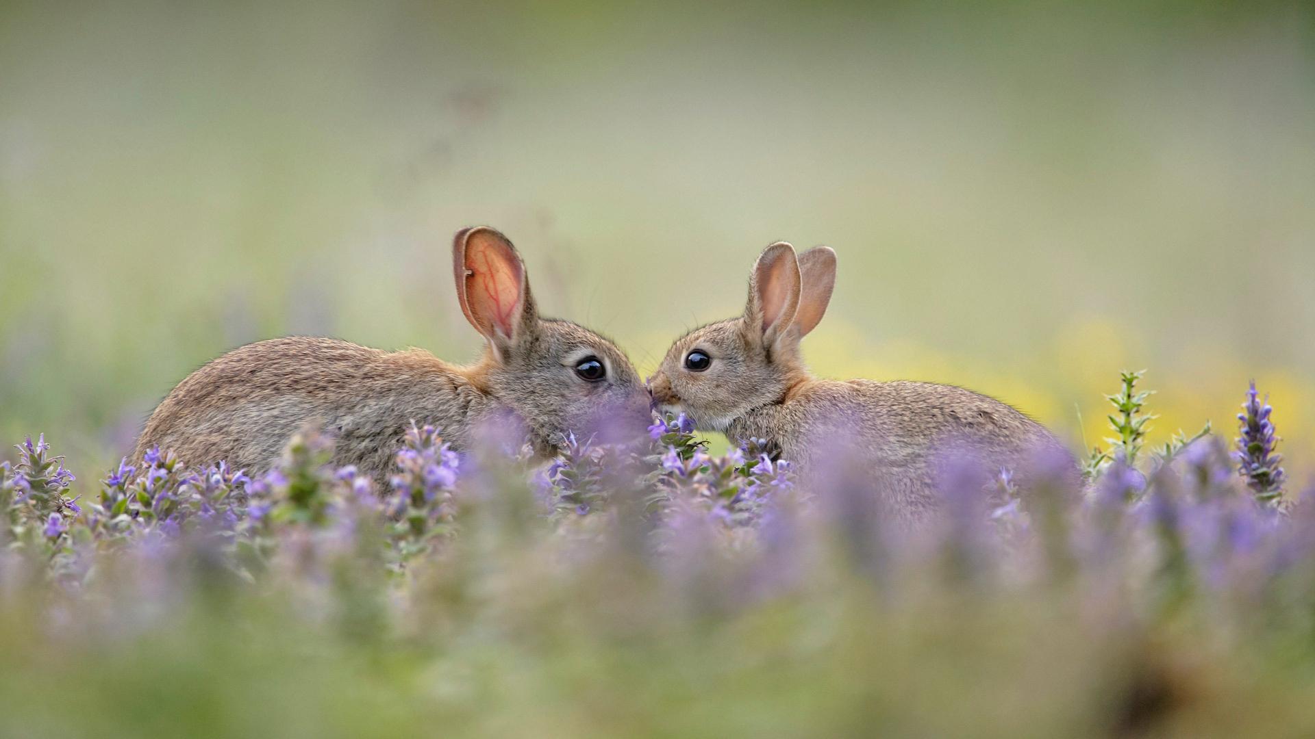 一对寒暄中的欧洲灰兔，法国
