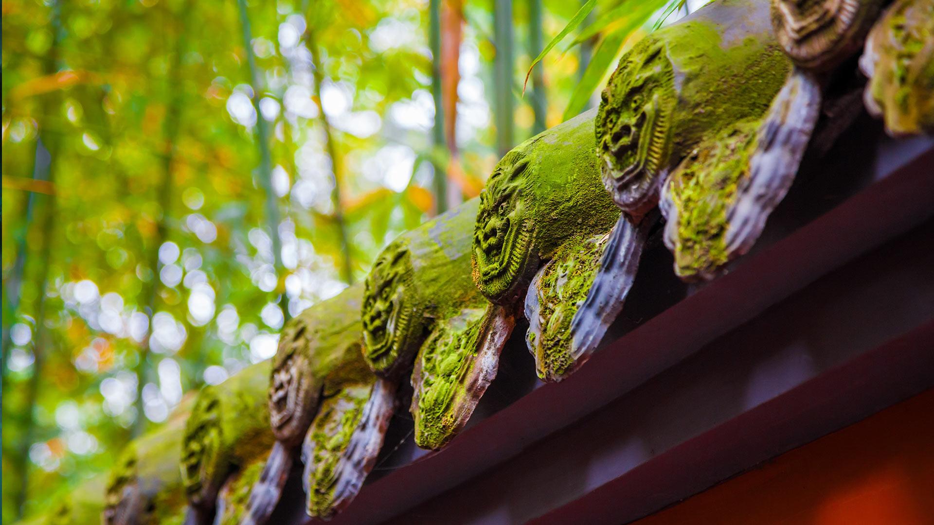 【今日立夏】武侯祠内的红墙绿竹林，中国成都