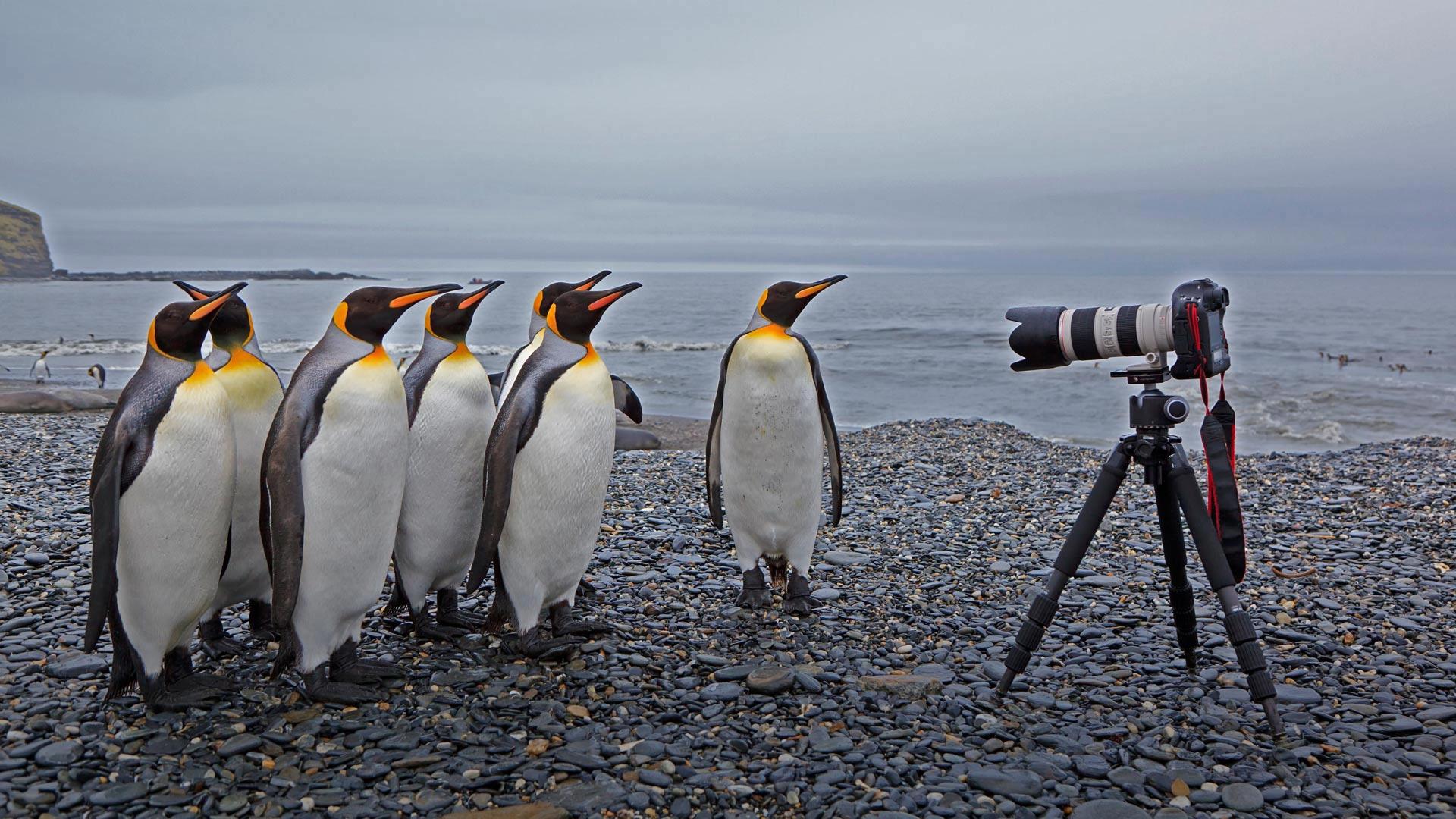 圣安德鲁斯湾的国王企鹅，南乔治亚岛