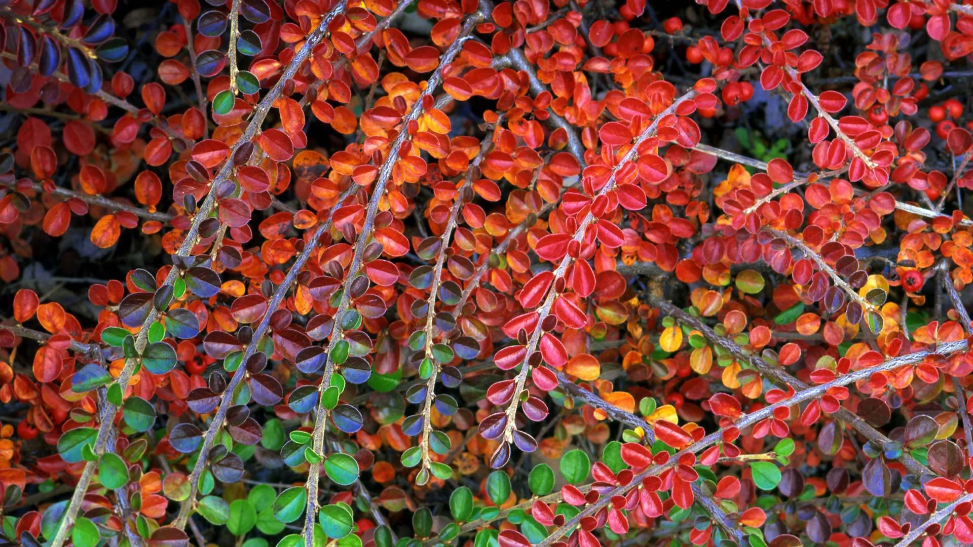 【今日重阳节】栒子属植物秋色的叶子
