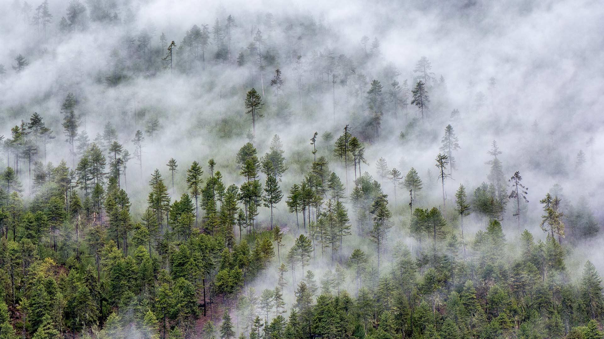 【今日霜降】林芝市的云雾森林，西藏高原