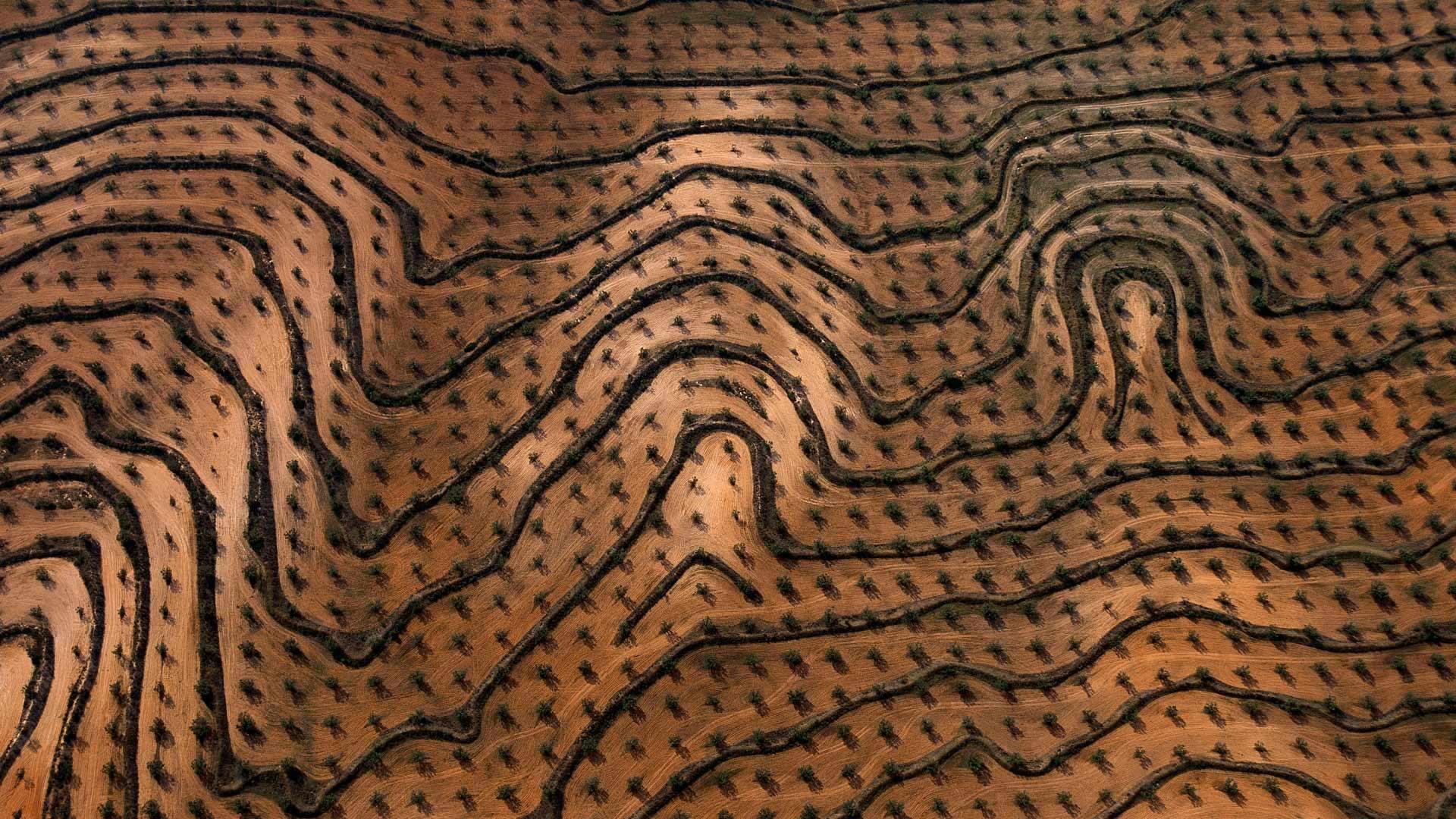 新种植的橄榄园，突尼斯宰格万